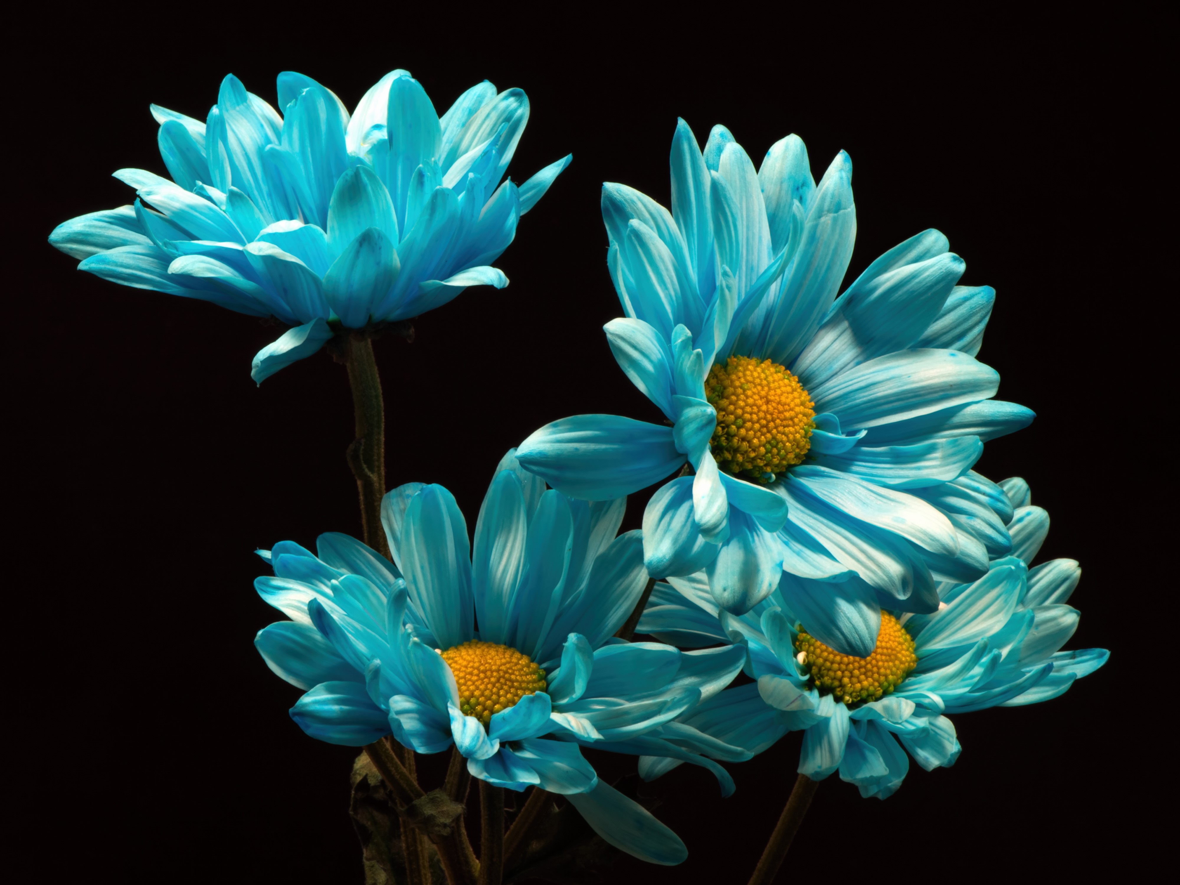 4K Light Blue Chrysanthemums on Black Background HD Wallpaper