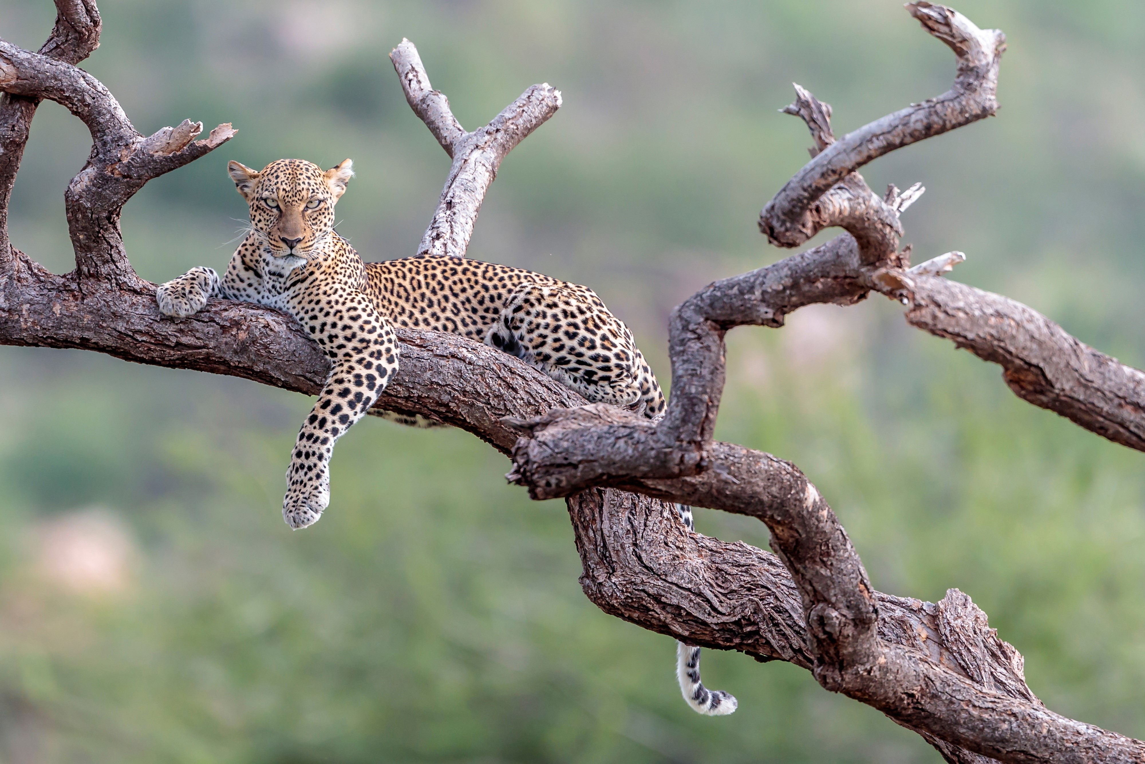 Leopard resting on tree branches HD Wallpaper