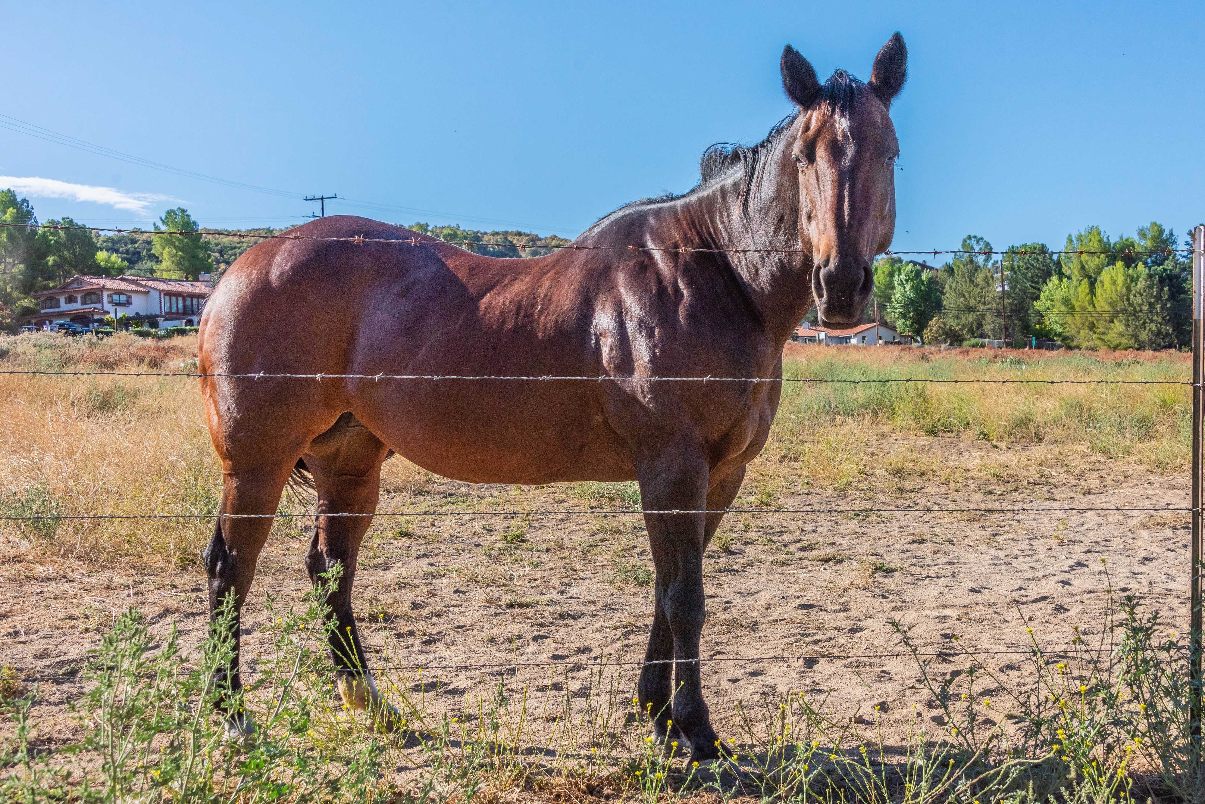 Brown horse behind barbed wire fence HD Wallpaper