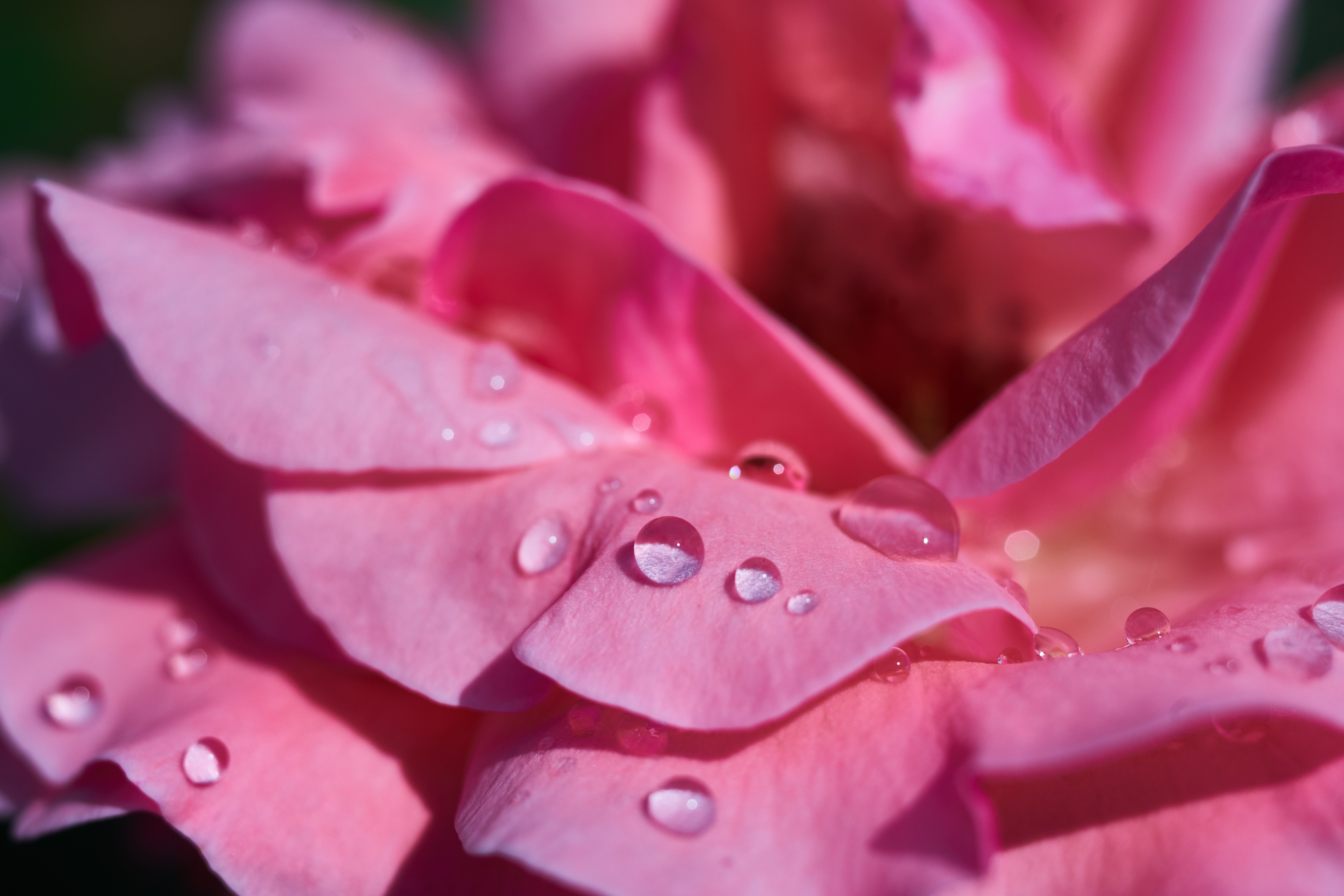 Pink Rose Petals with Water Drops HD Wallpaper