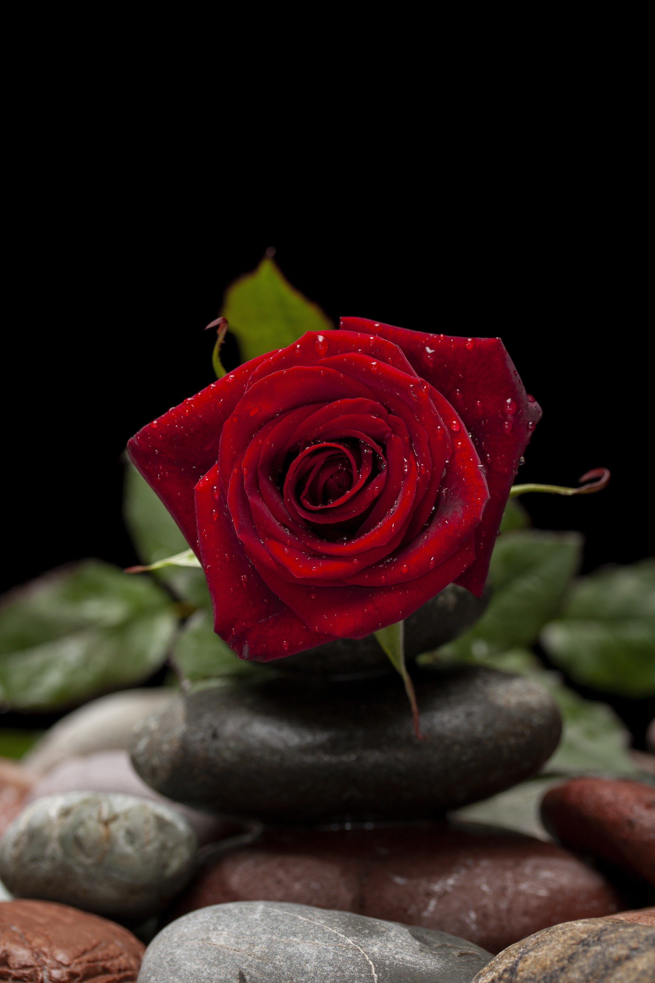 Red rose with water drops on stones HD Phone Wallpaper