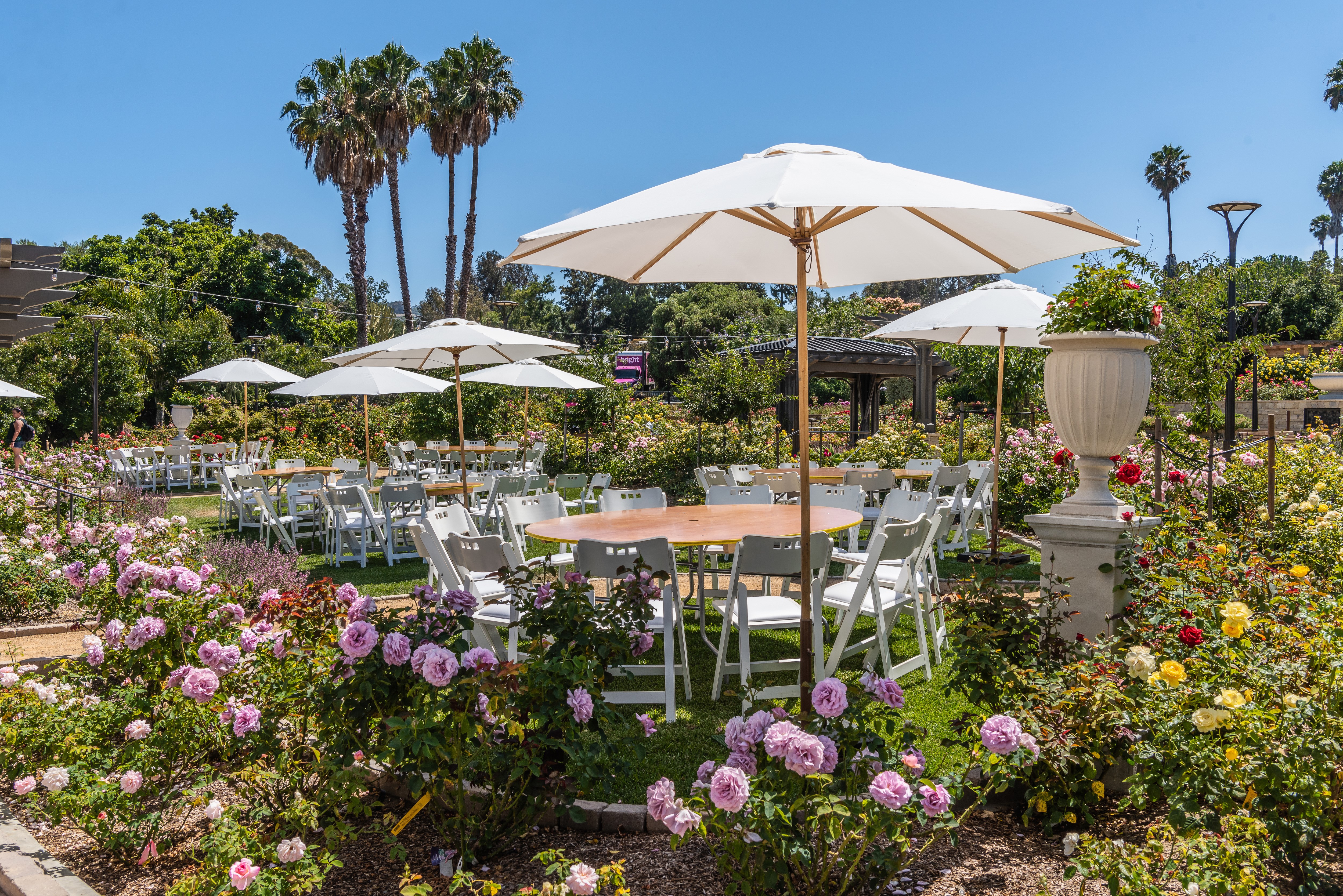 Outdoor event setup with tables, chairs, and umbrellas in a rose garden HD Wallpaper
