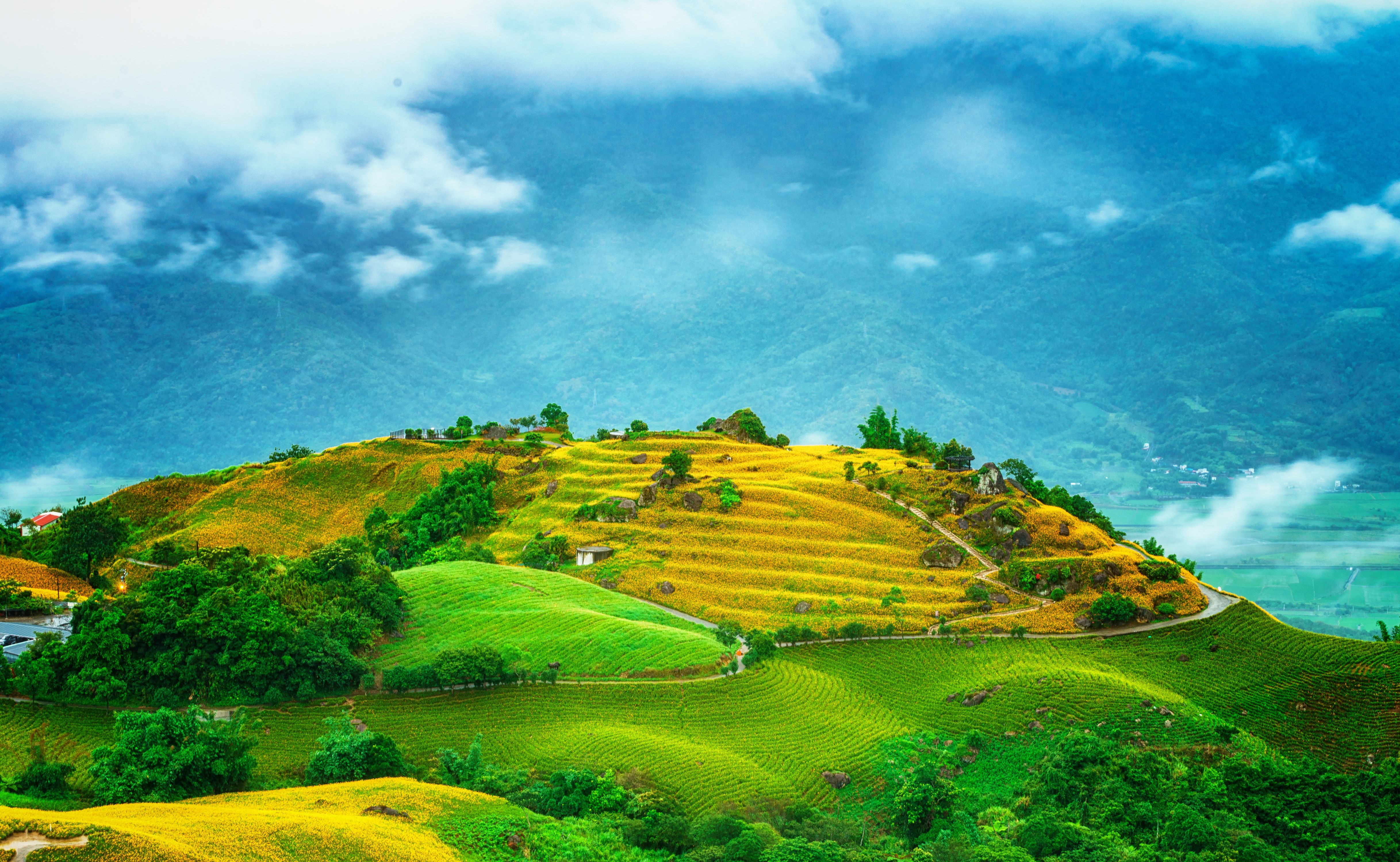 Taiwanese hills with yellow flowers and green fields HD Wallpaper