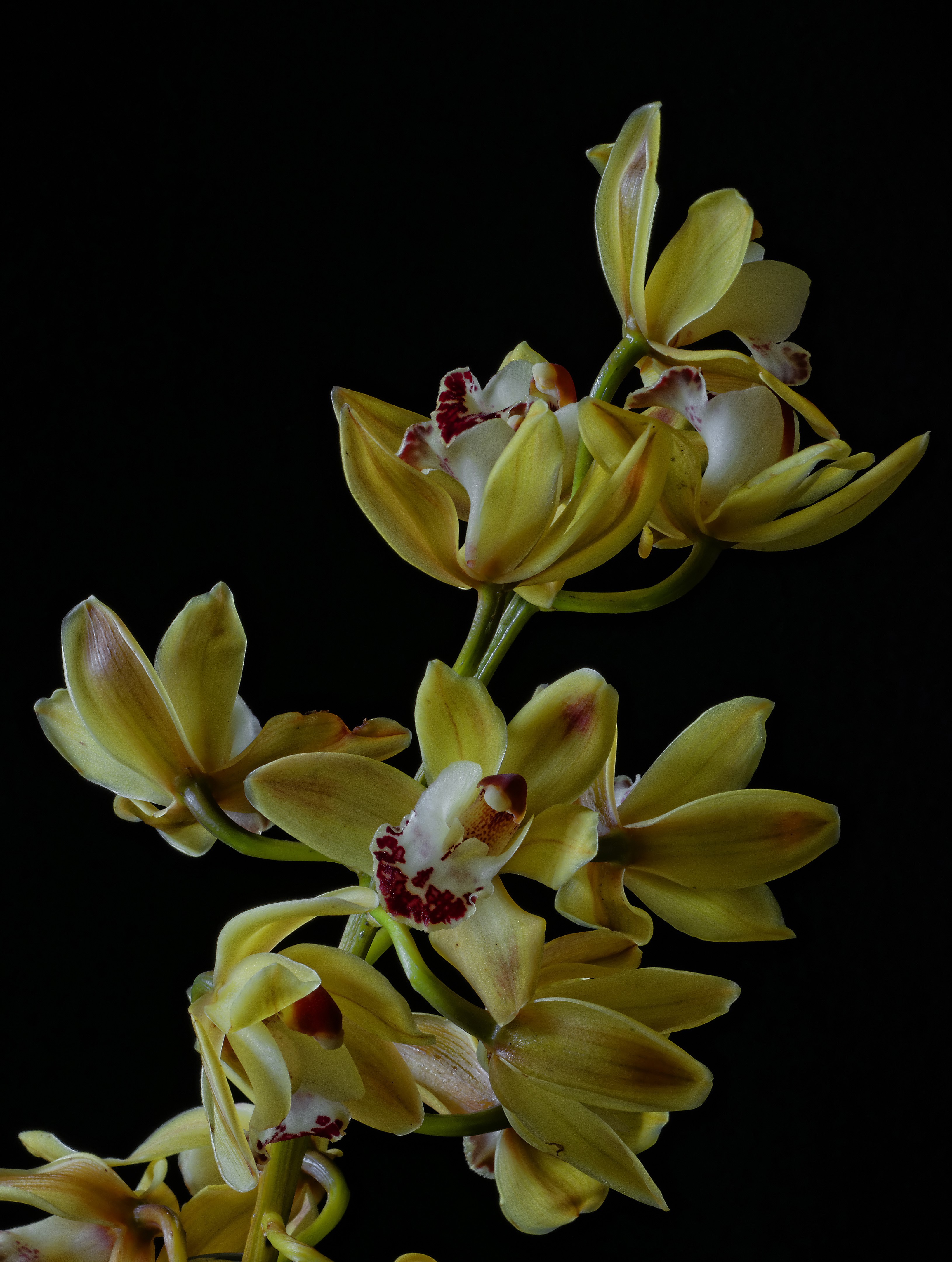 Yellow orchids on a black background HD Phone Wallpaper