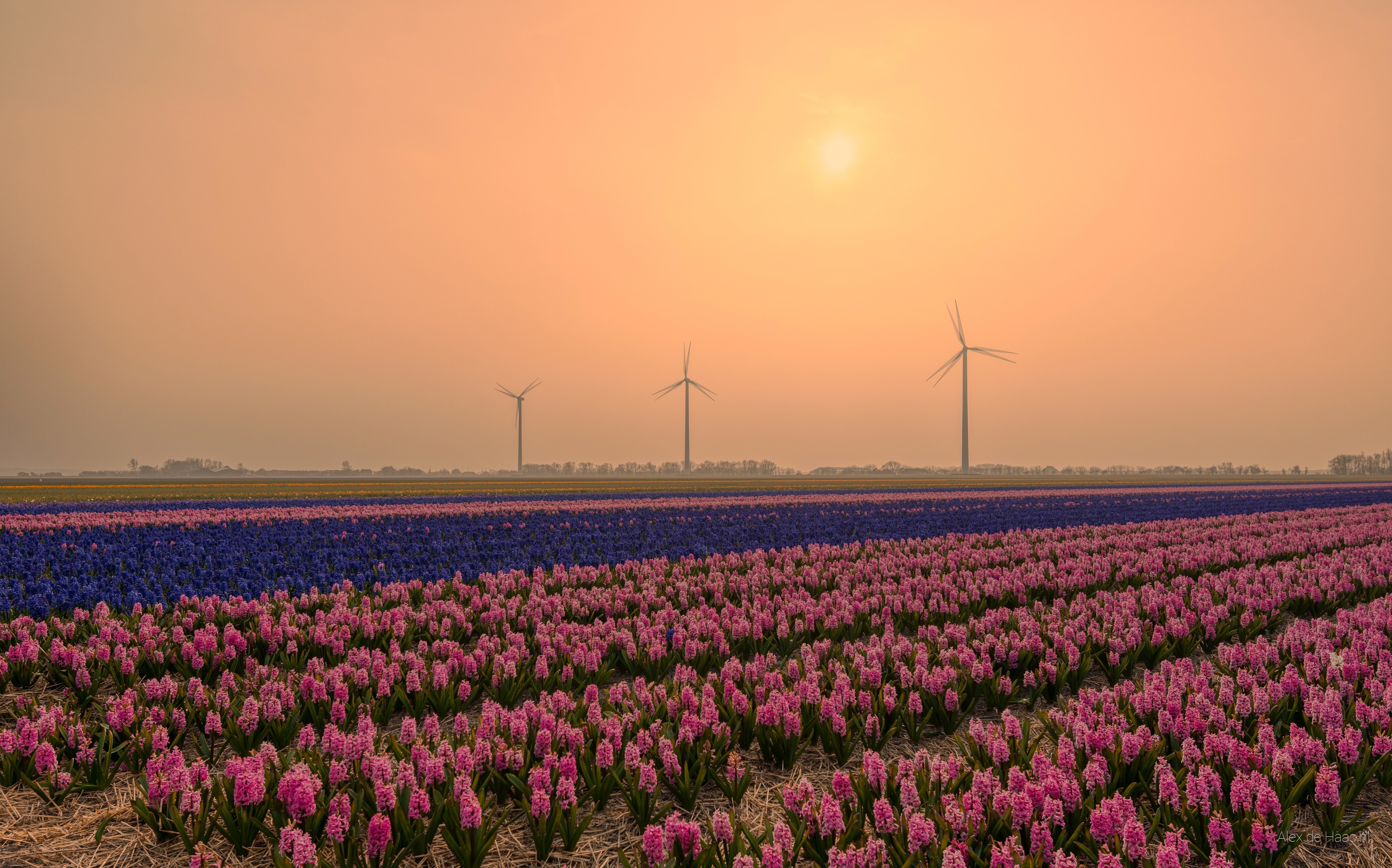 Field of Hyacinths in the Netherlands at Sunset HD Wallpaper