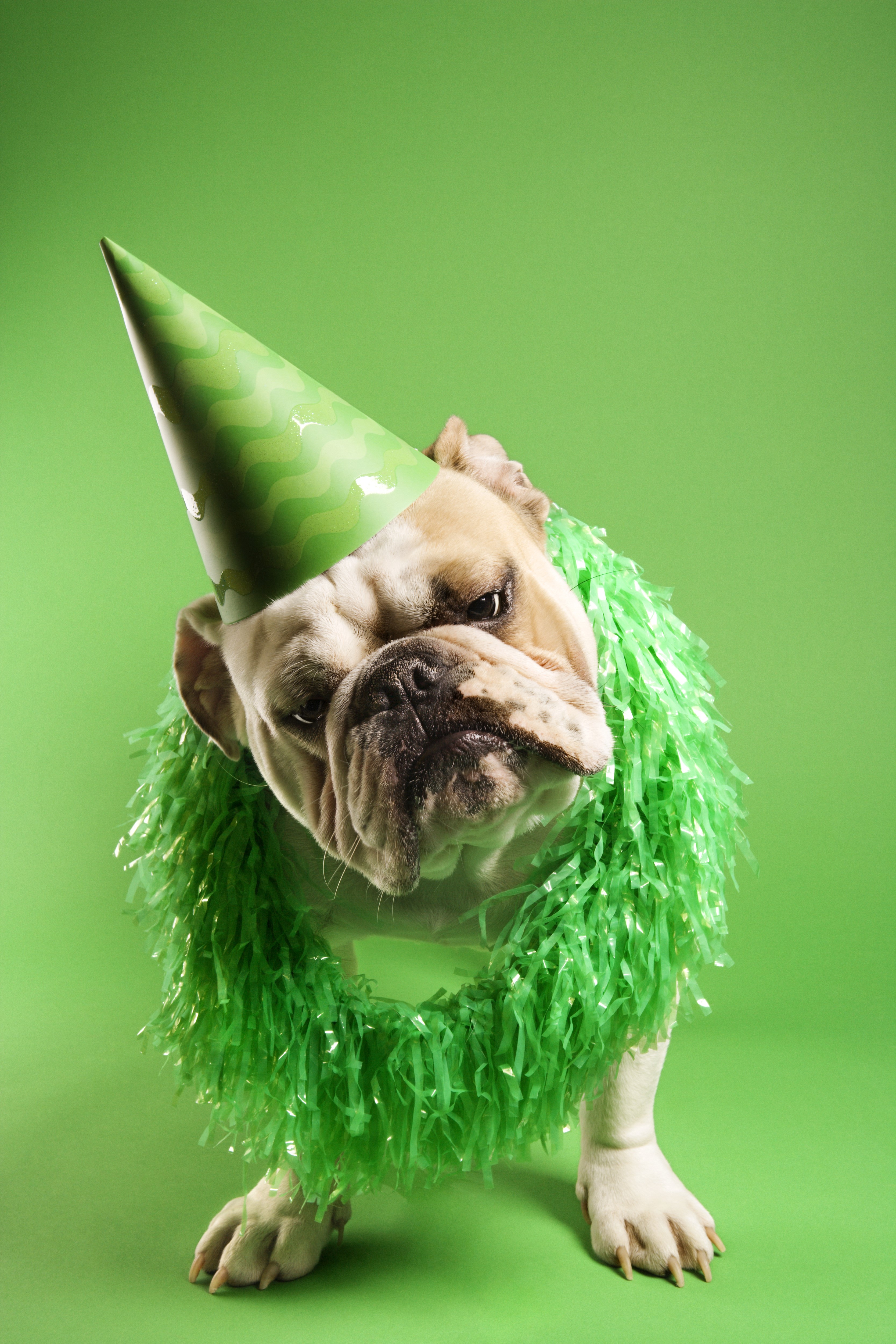 Bulldog wearing a party hat and green garland HD Phone Wallpaper