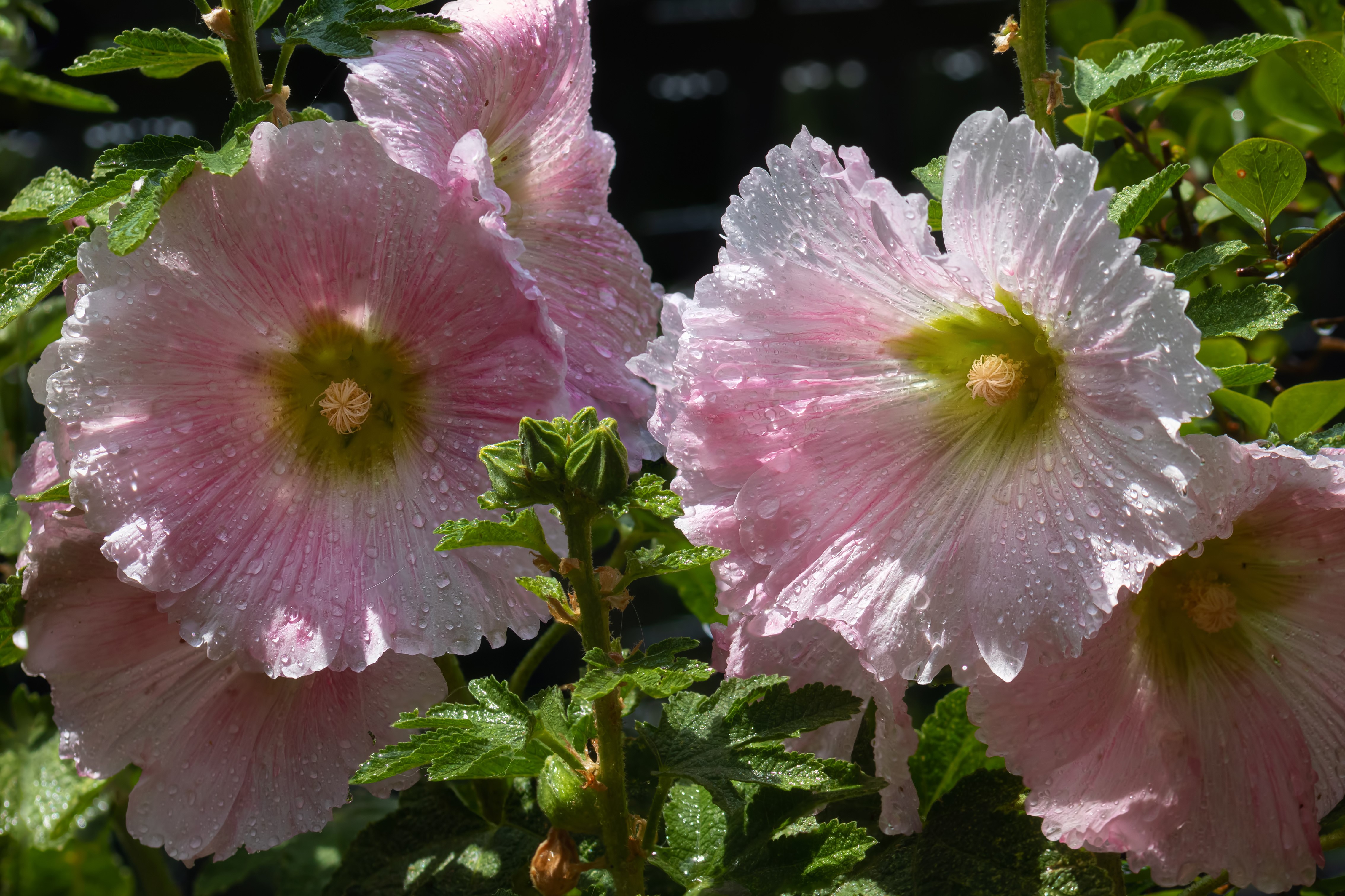 Pink Malva flowers with water drops HD Wallpaper