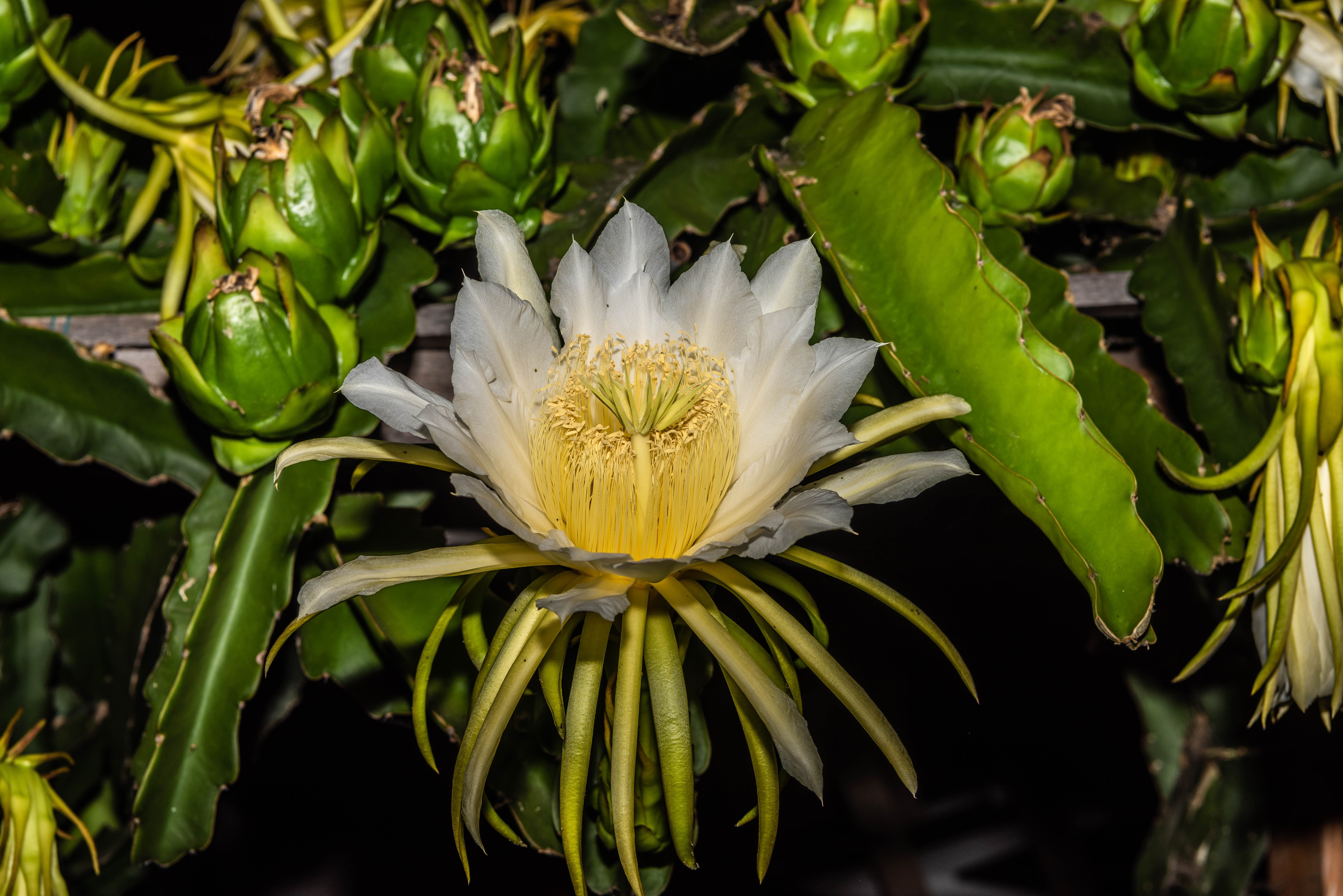 Dragon Fruit Flower and Buds HD Wallpaper