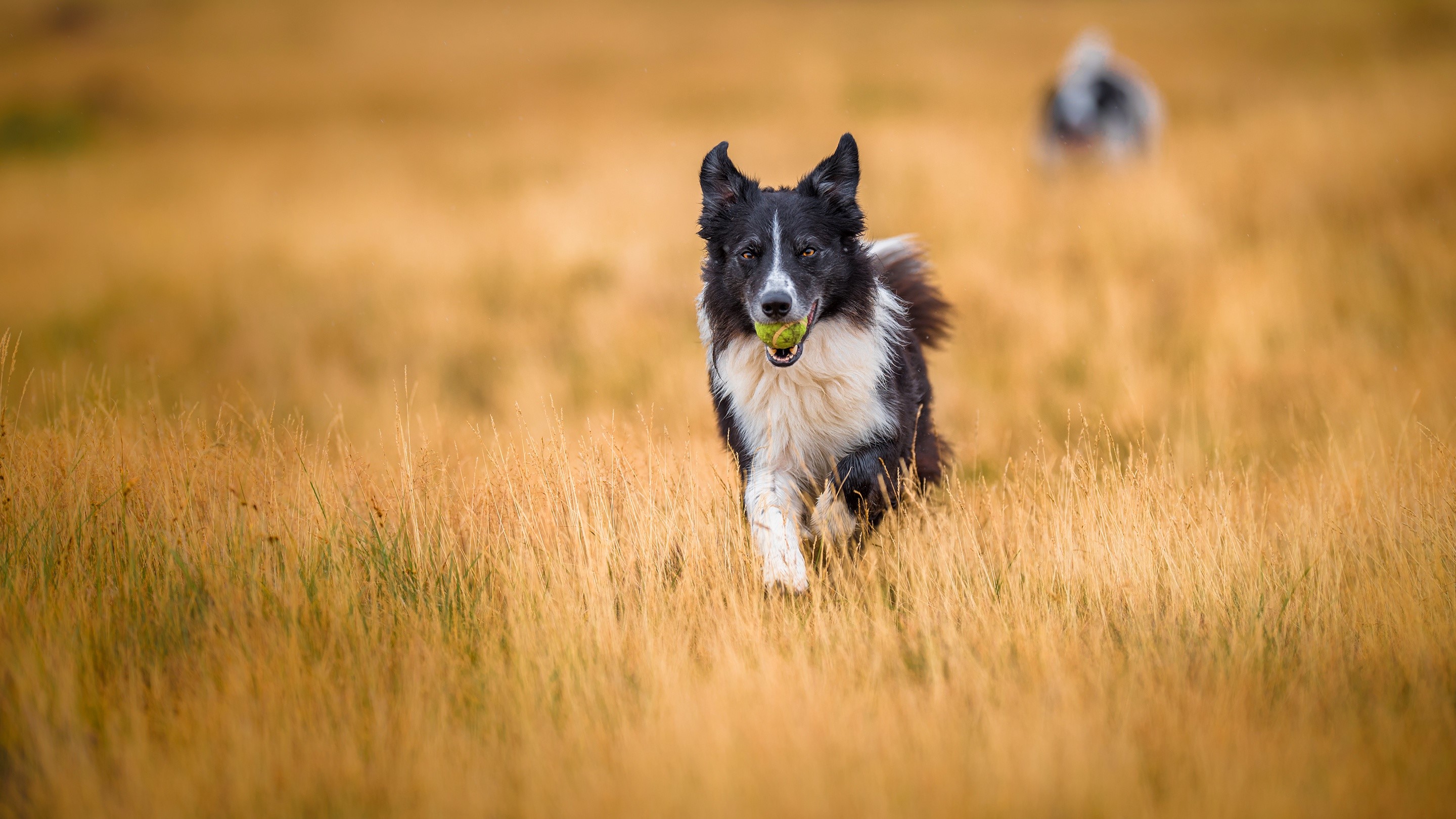 Border Collie running in a field with a ball HD Wallpaper
