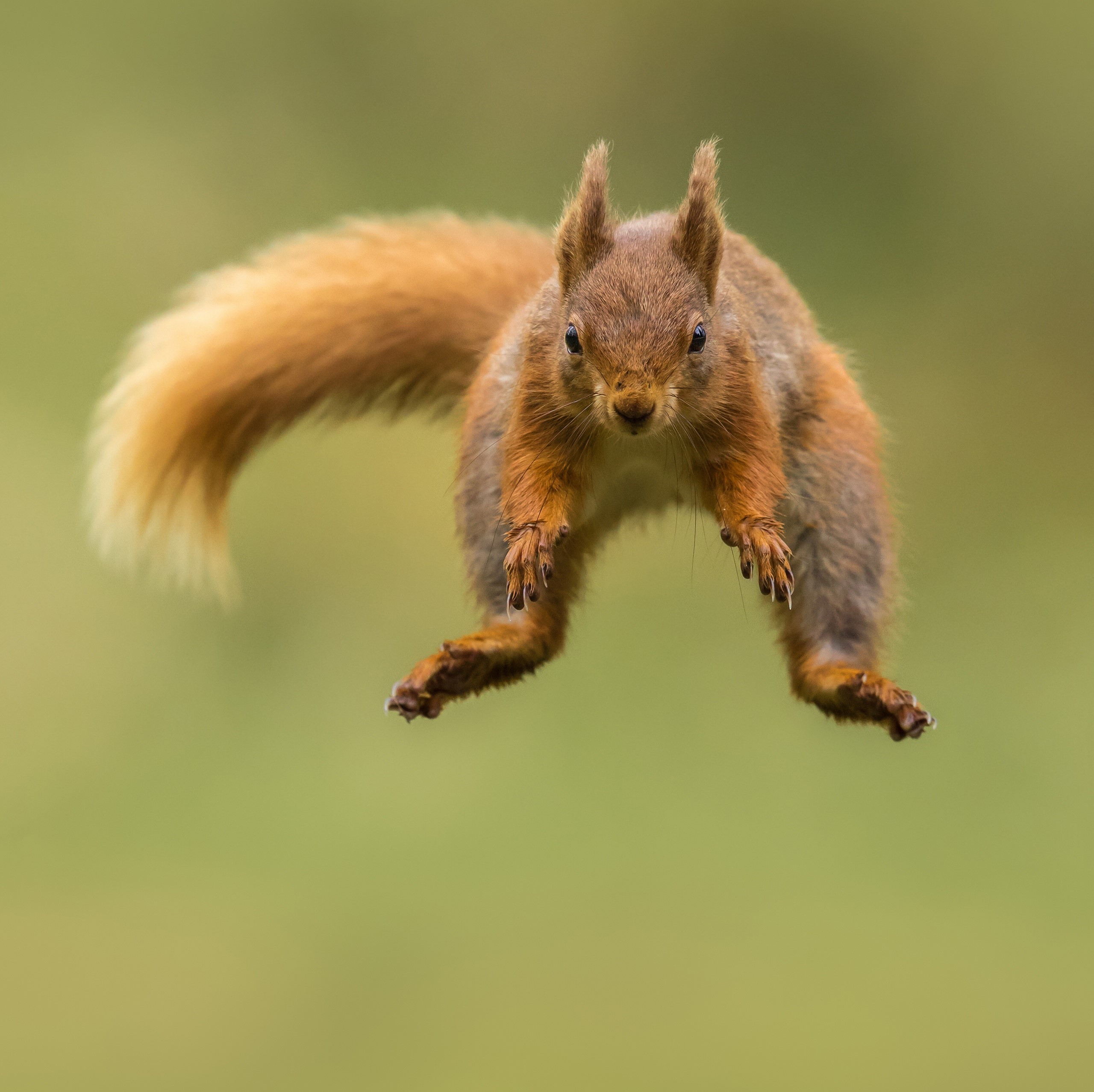 Red squirrel in mid-air jump HD Wallpaper