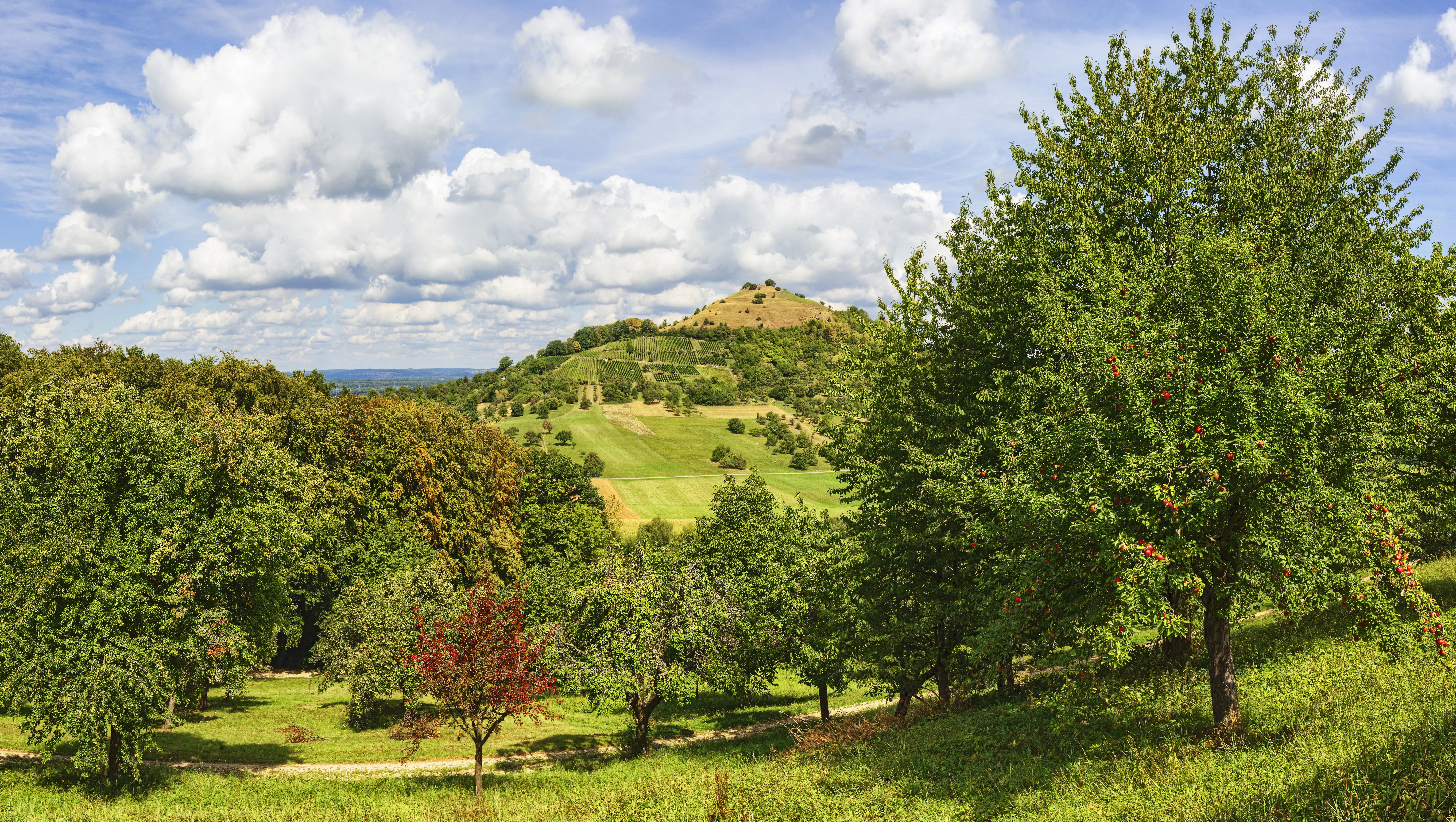 Hills and trees in Hepsisau, Germany HD Wallpaper