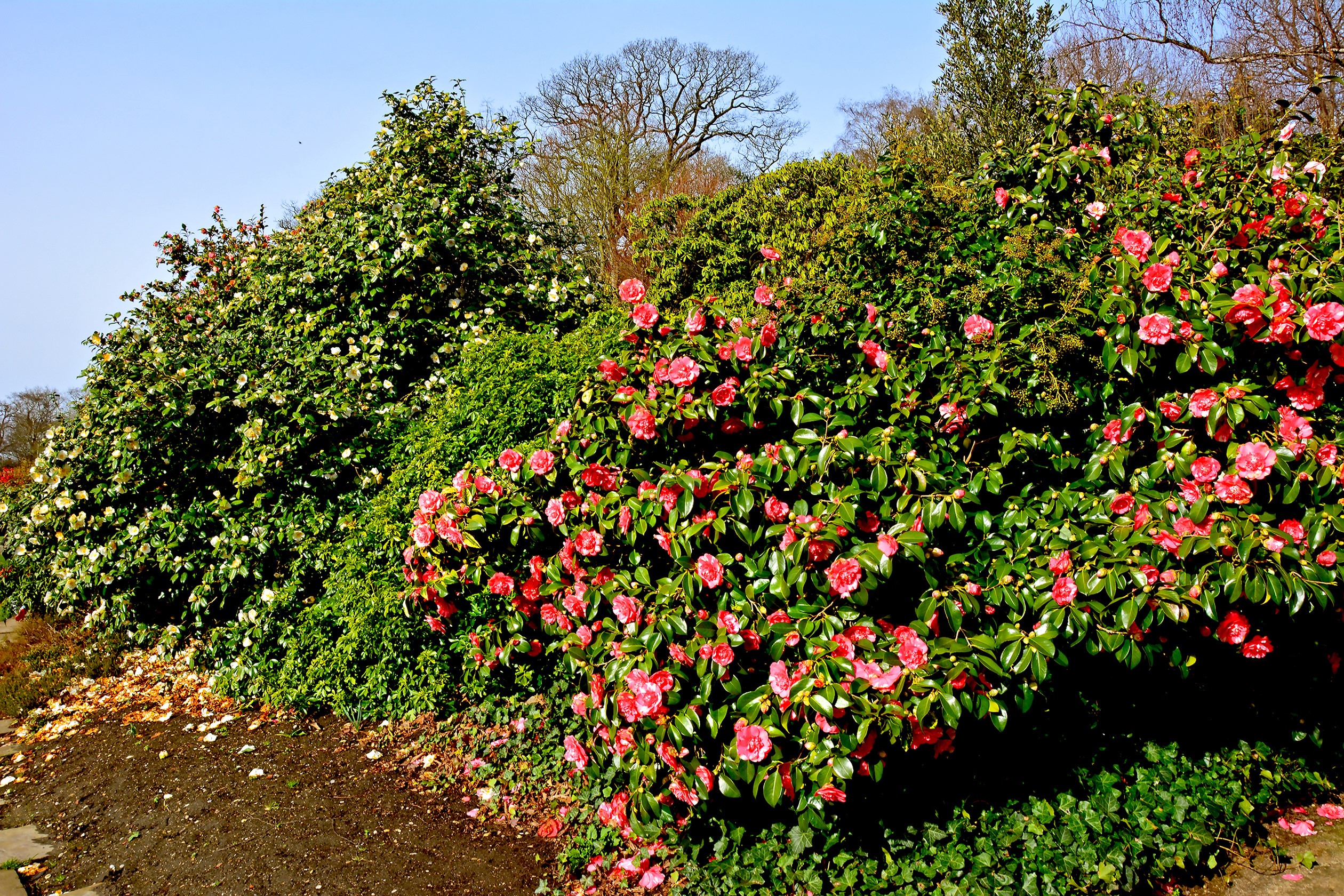 Camellia shrubs with pink and white flowers HD Wallpaper