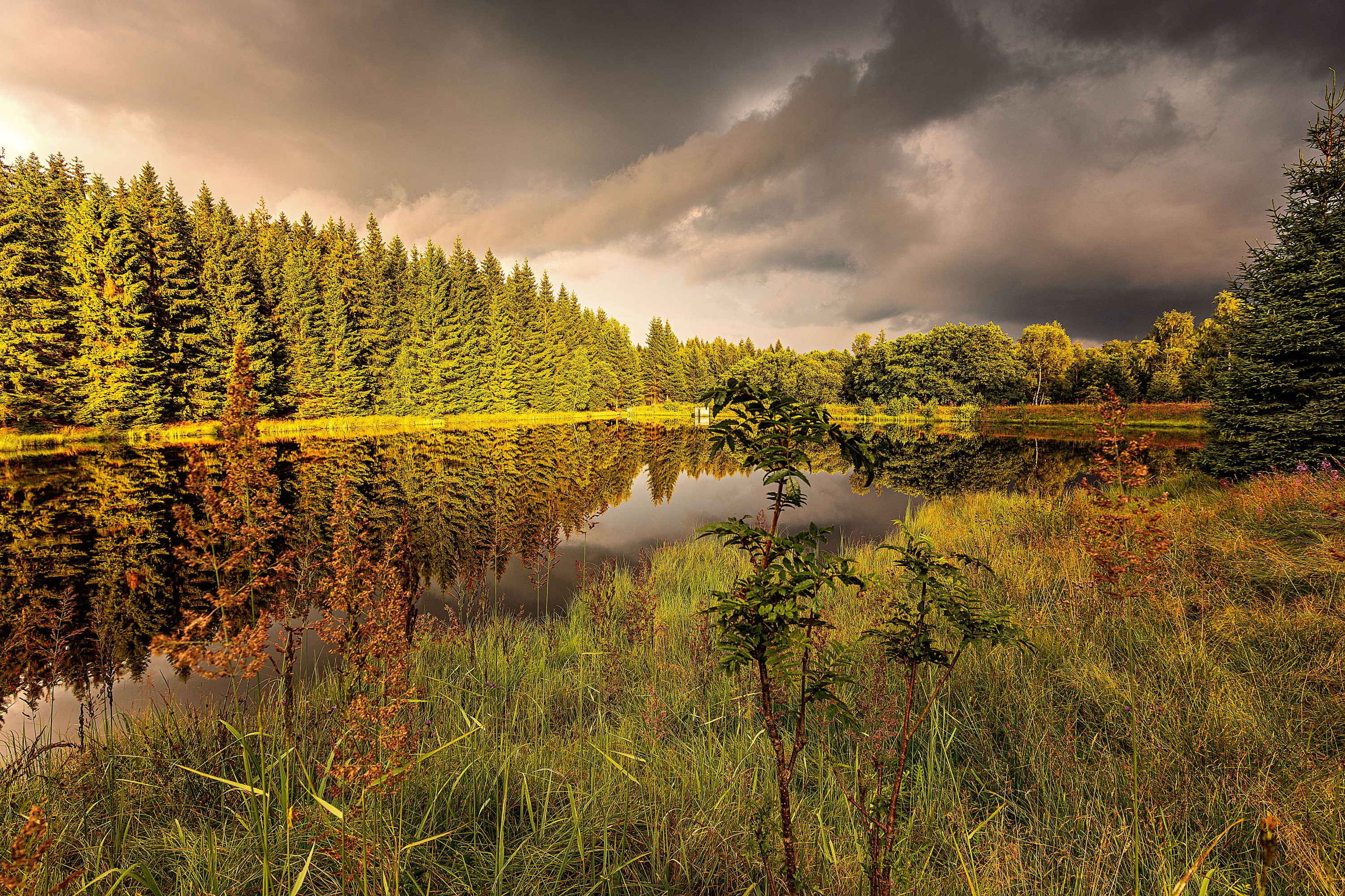 Forest reflected in a pond under a cloudy sky HD Wallpaper