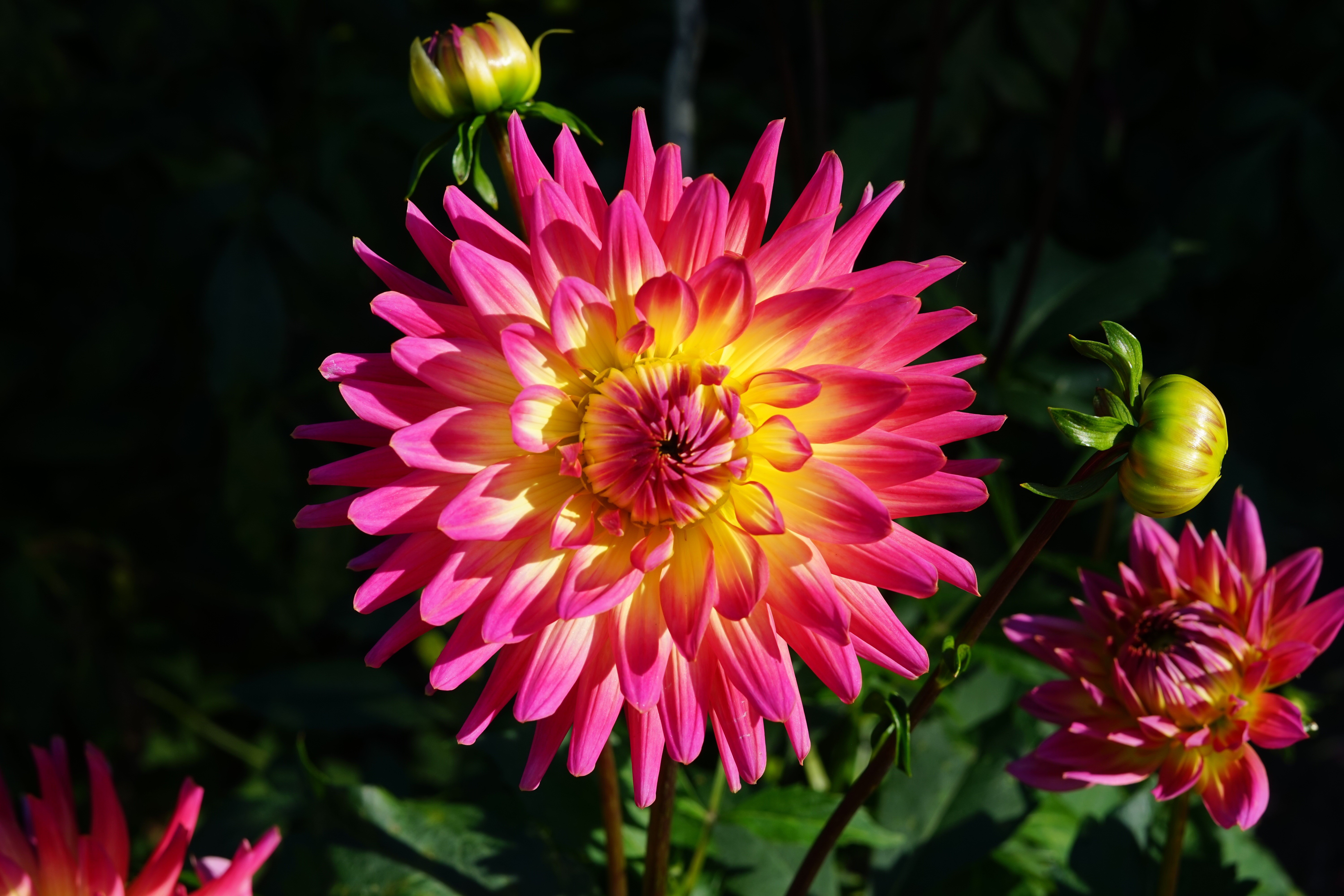 Close-up of pink and yellow Dahlias with buds HD Wallpaper