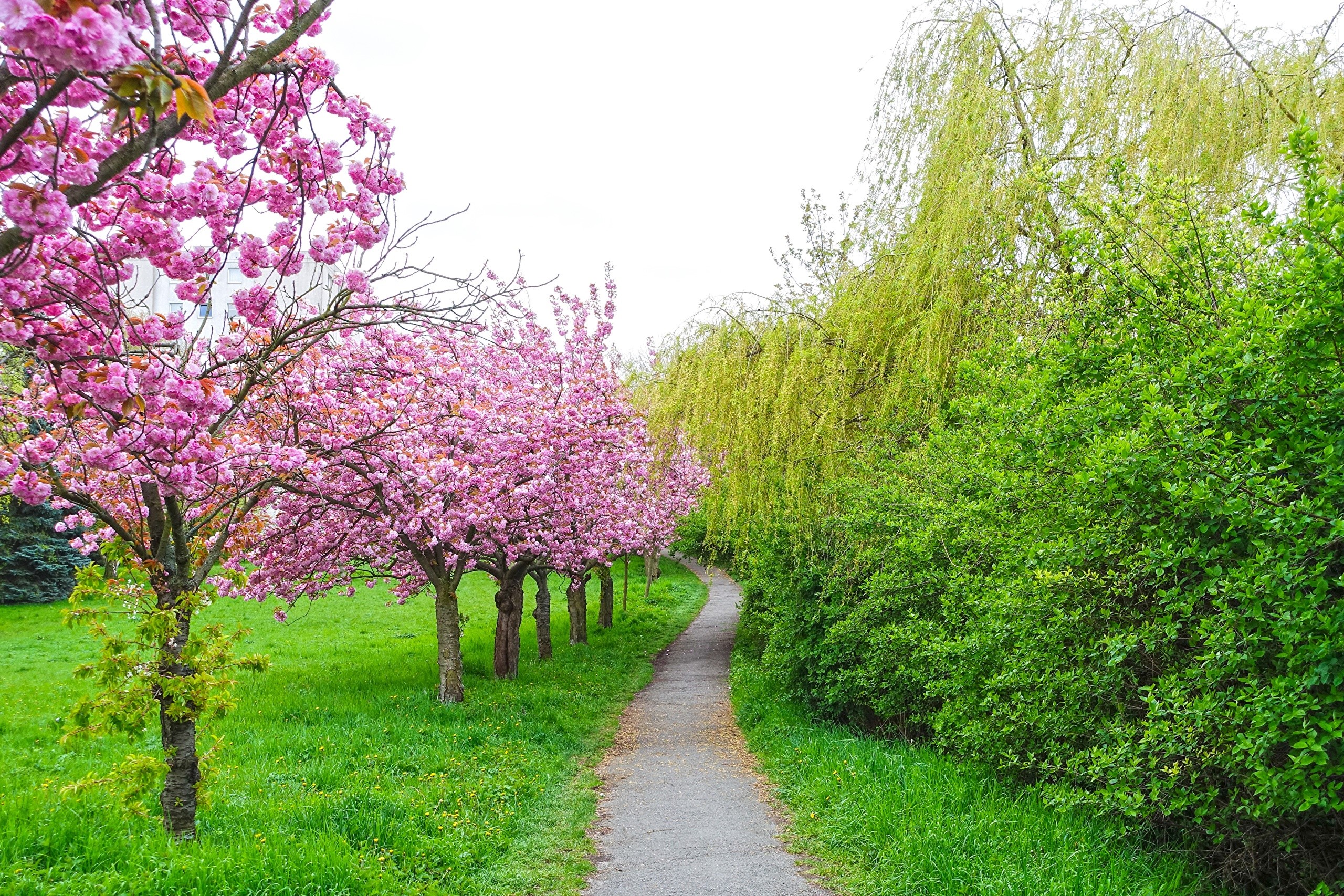 A winding path through a park with cherry blossoms and weeping willows HD Wallpaper