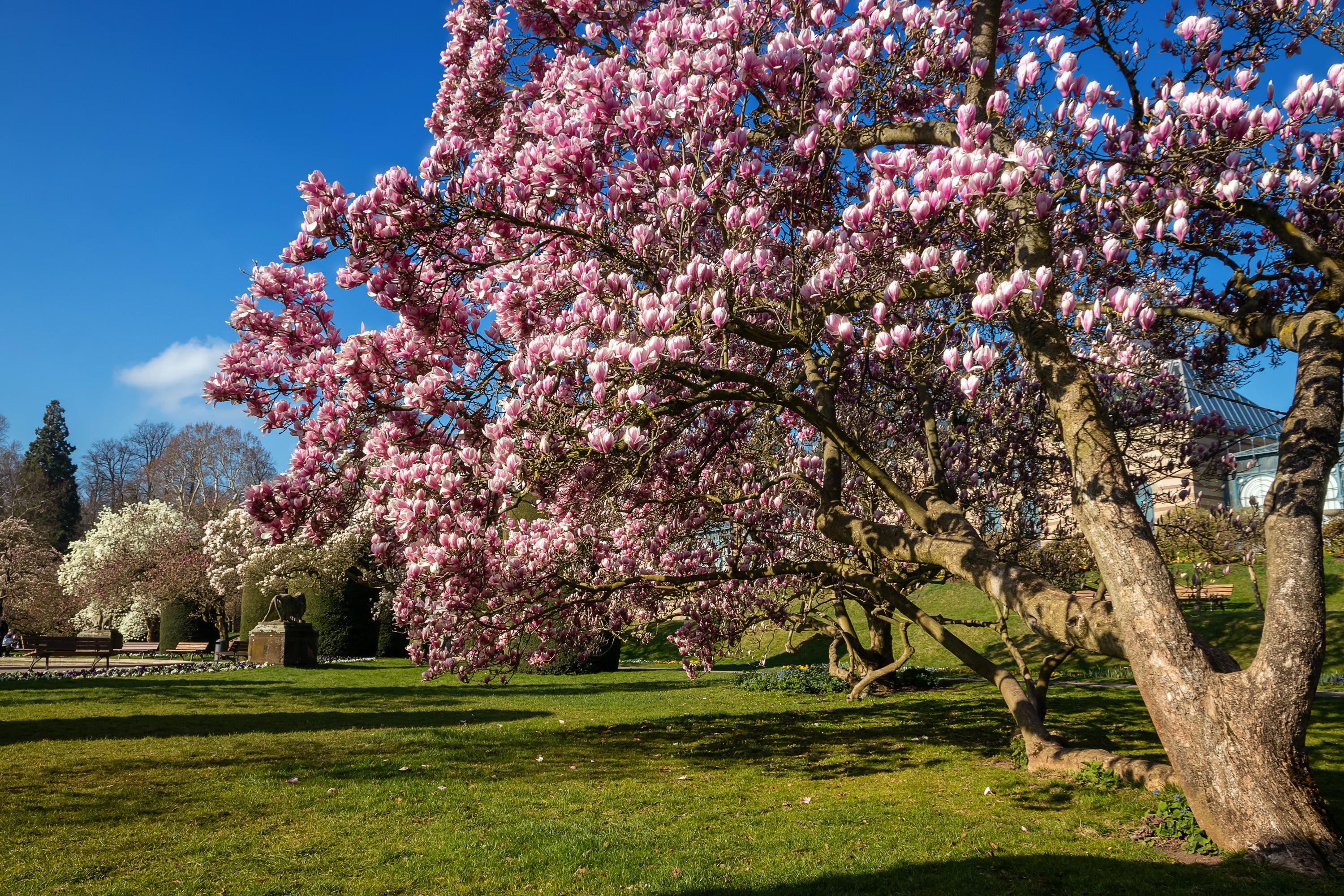 Magnolia trees in bloom at Wilhelma Zoological Botanical Gardens HD Wallpaper