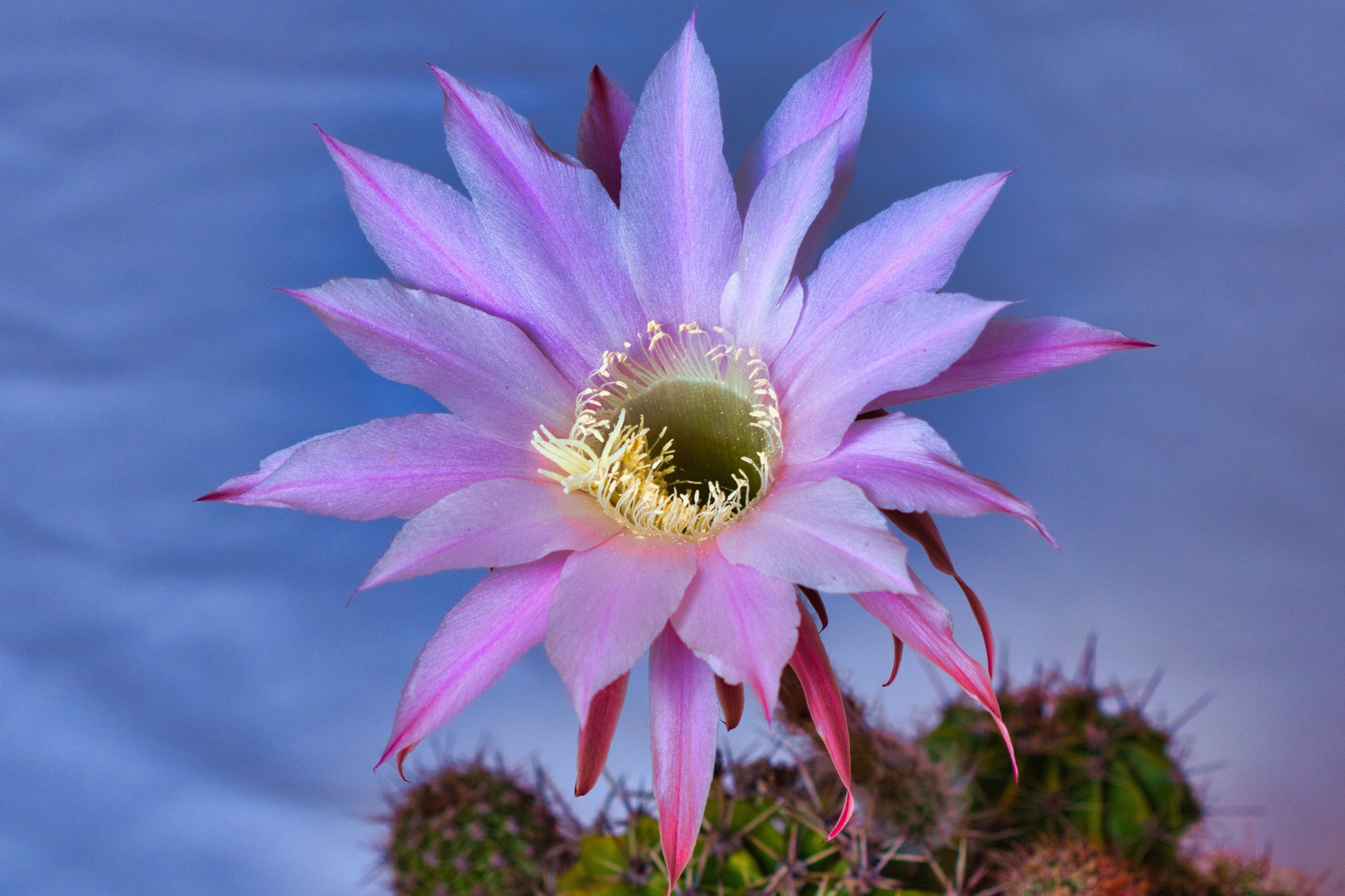 Close-up of a blooming pink cactus flower HD Wallpaper