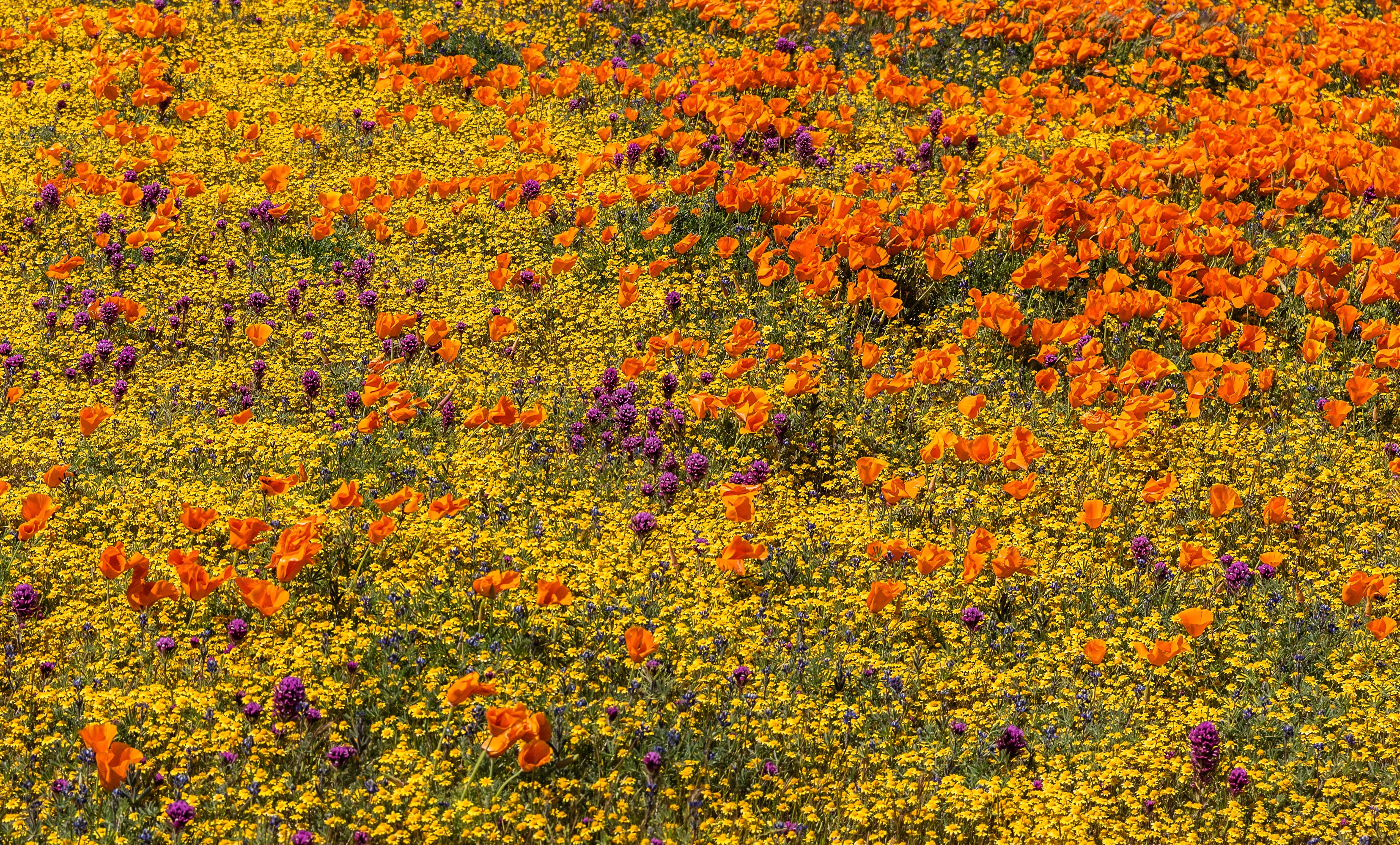 Field of California Poppies and Purple Flowers HD Wallpaper