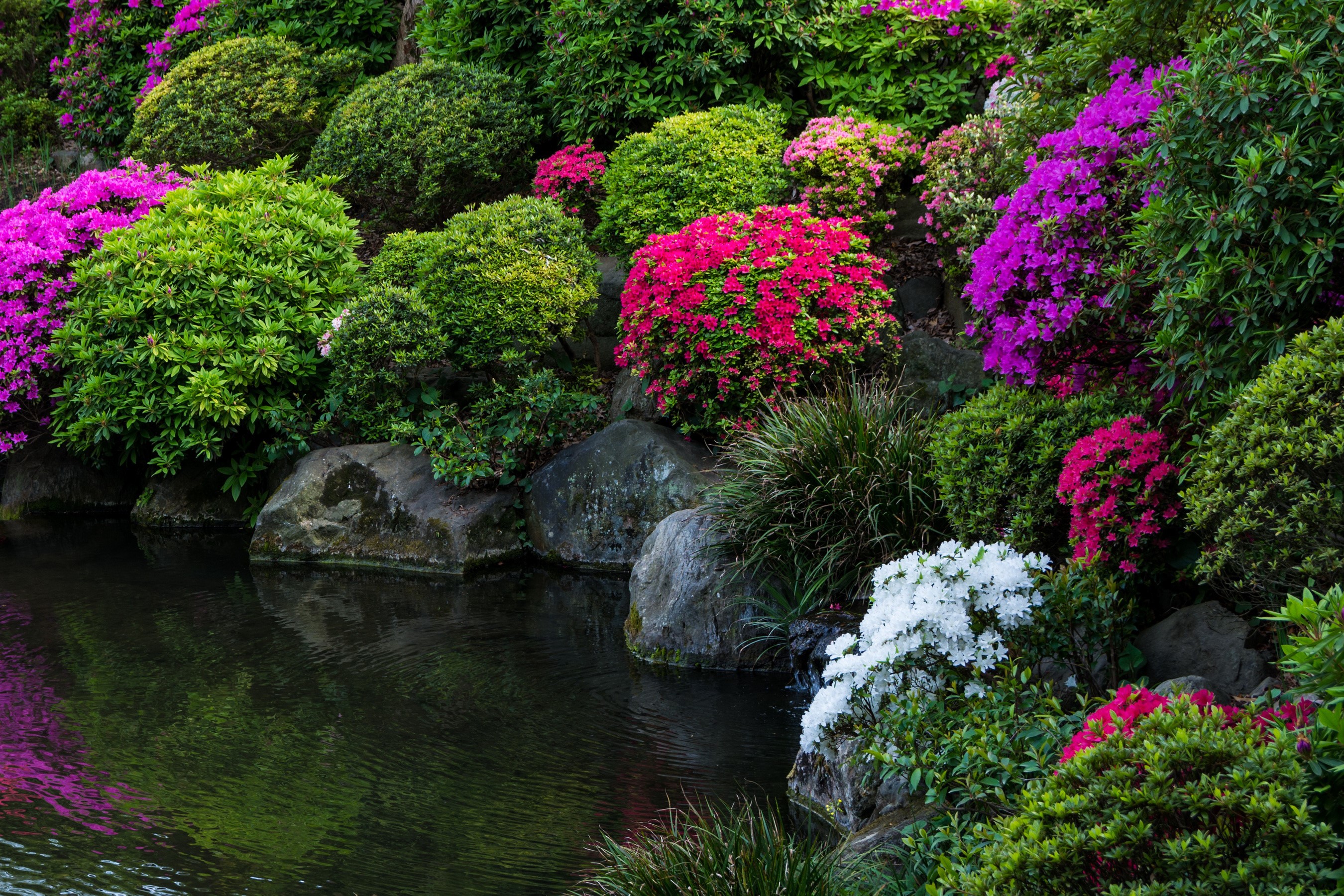 Japanese garden with pond, rhododendrons, and stones HD Wallpaper