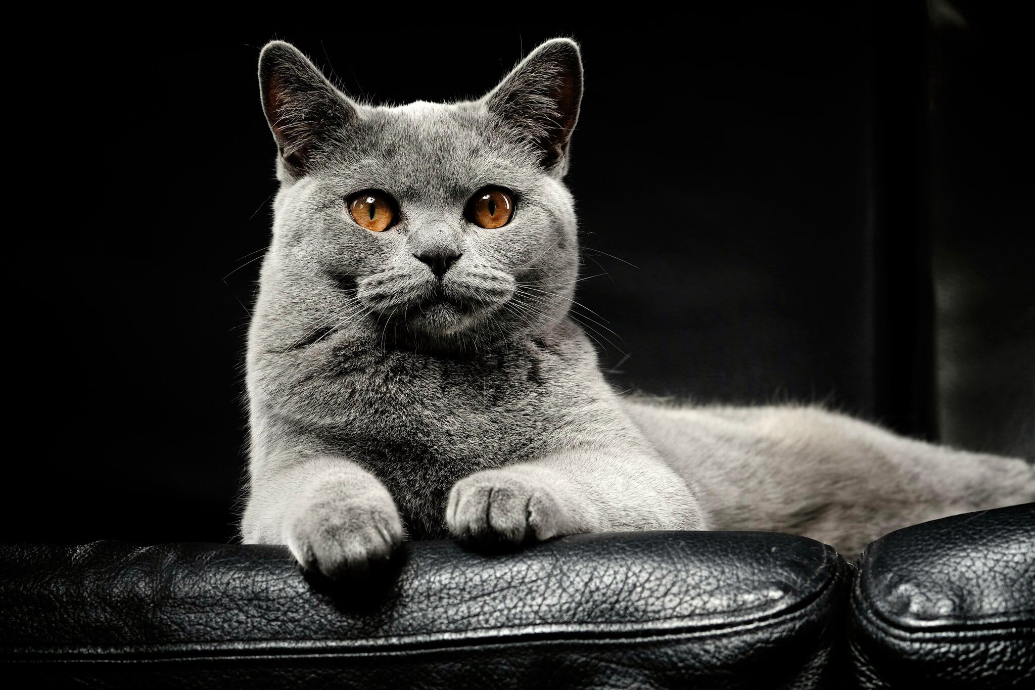 A grey cat with orange eyes on a black background HD Wallpaper