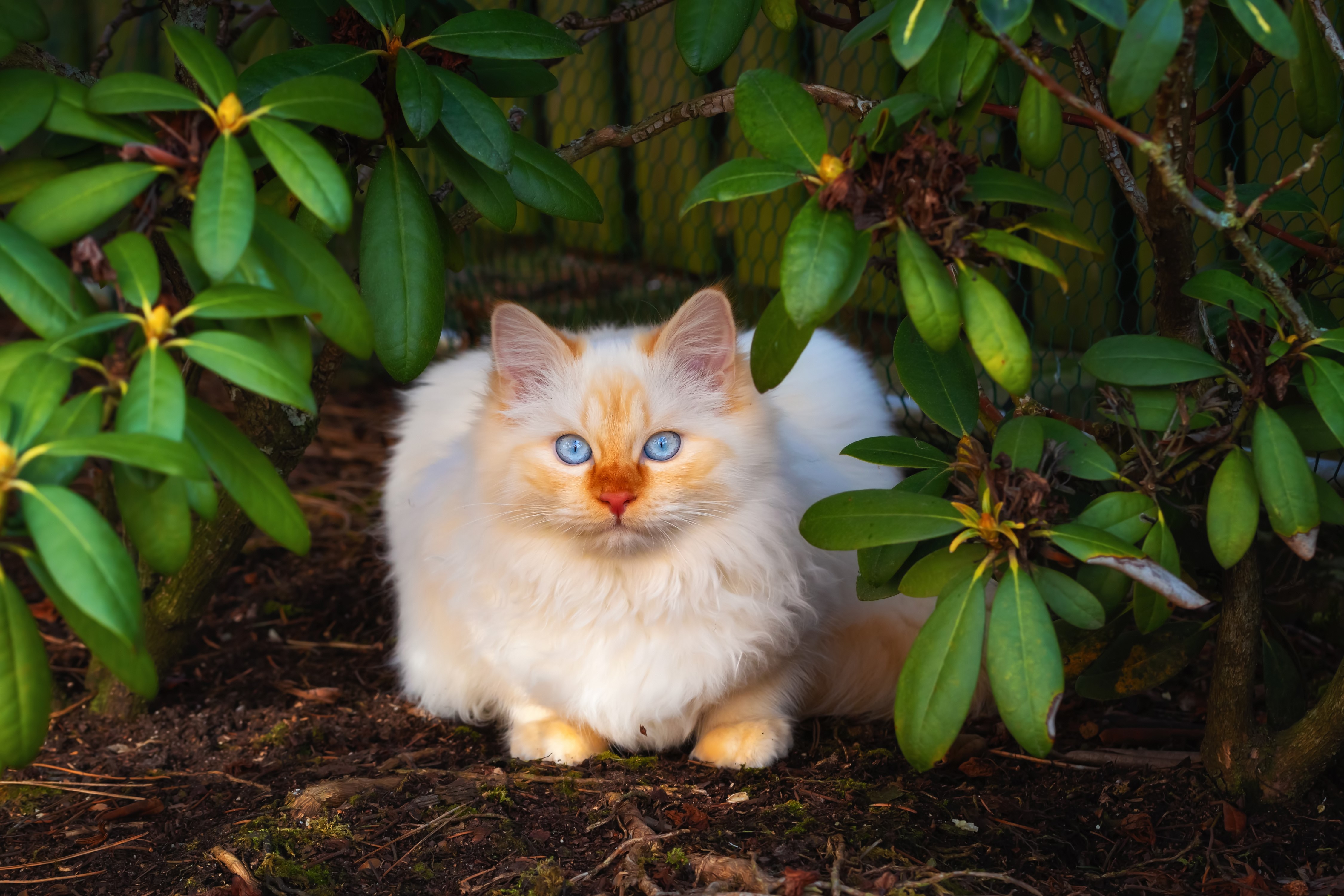 A fluffy cat with blue eyes sits among green leaves HD Wallpaper