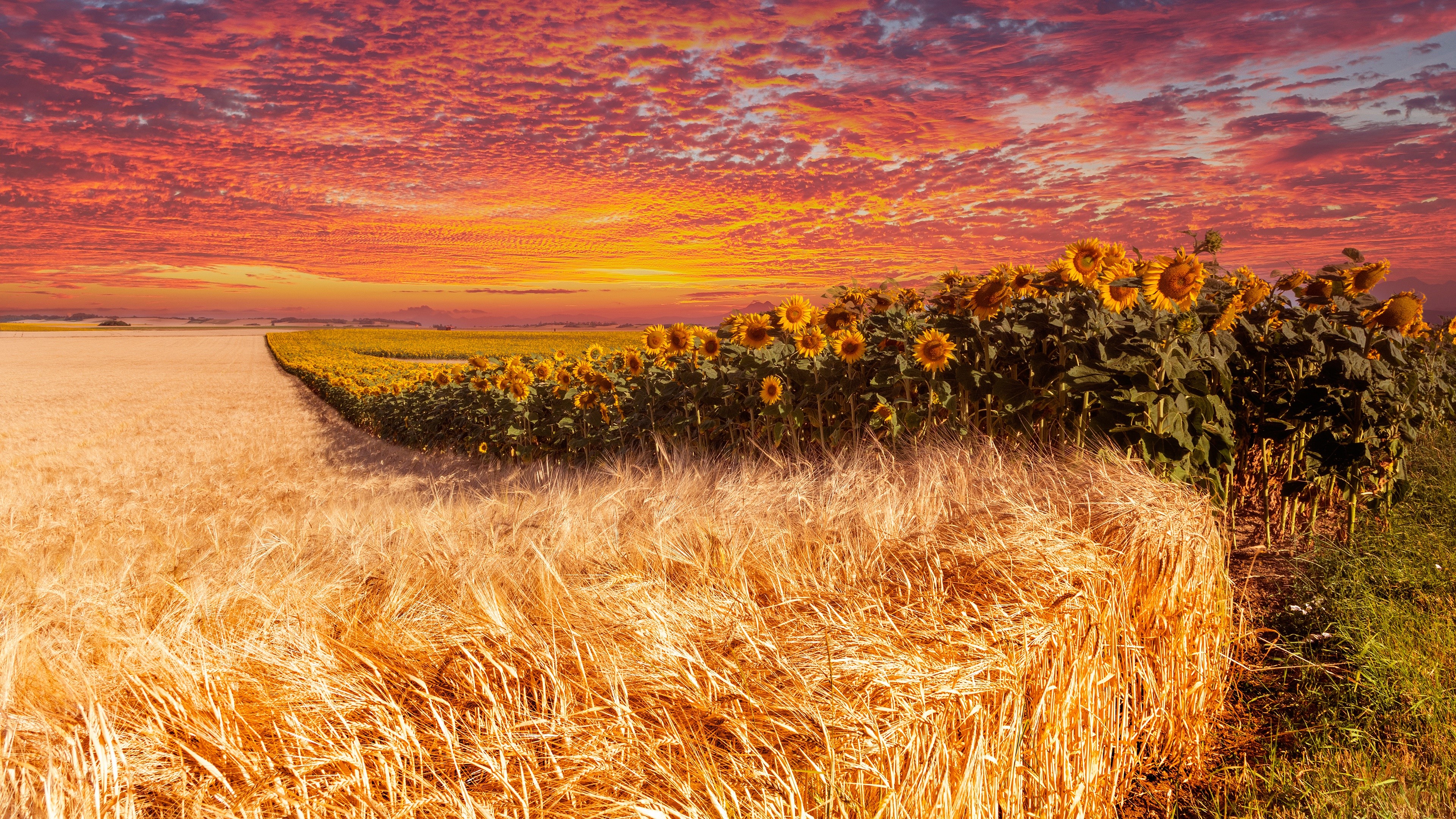 4K Wheat and Sunflower Fields at Sunset HD Wallpaper