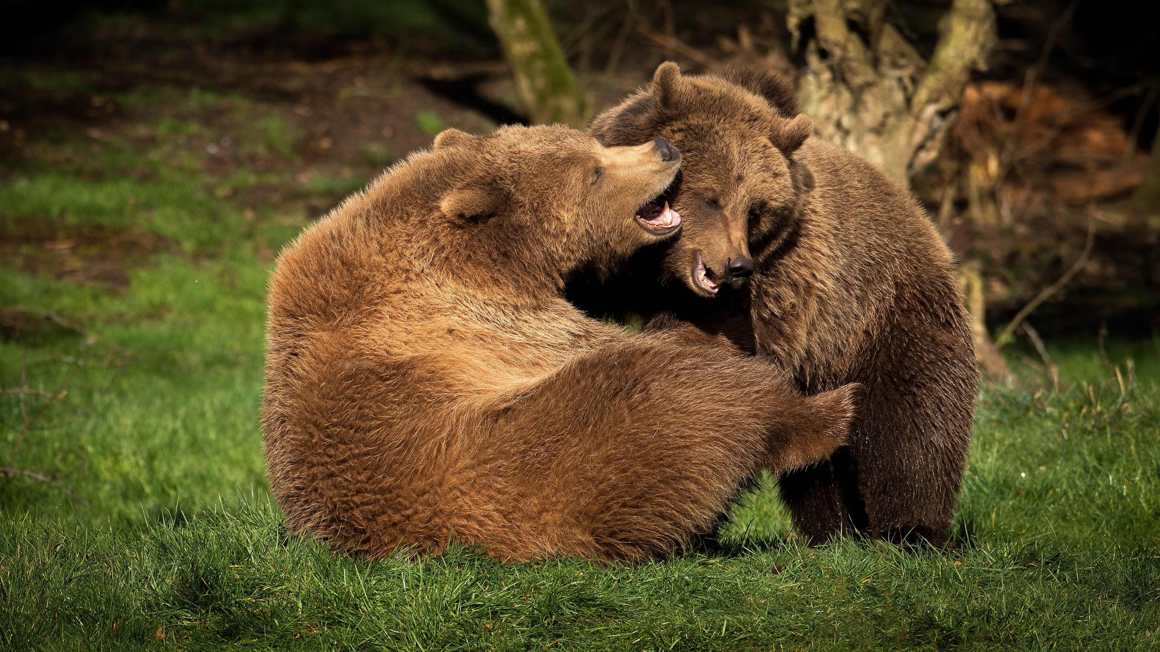 Two brown bears playing on grass HD Wallpaper