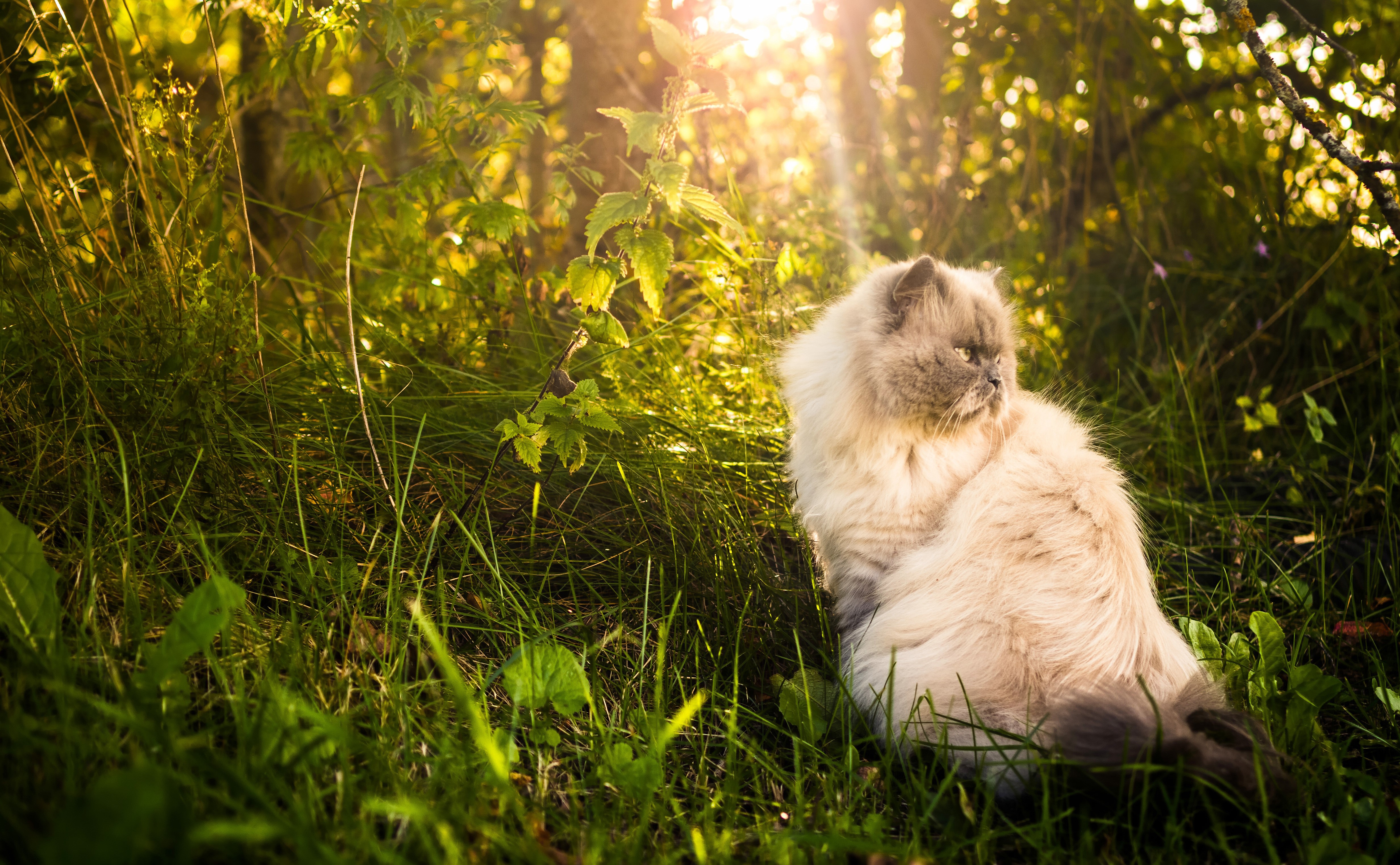 Fluffy Persian cat sitting in grass HD Wallpaper