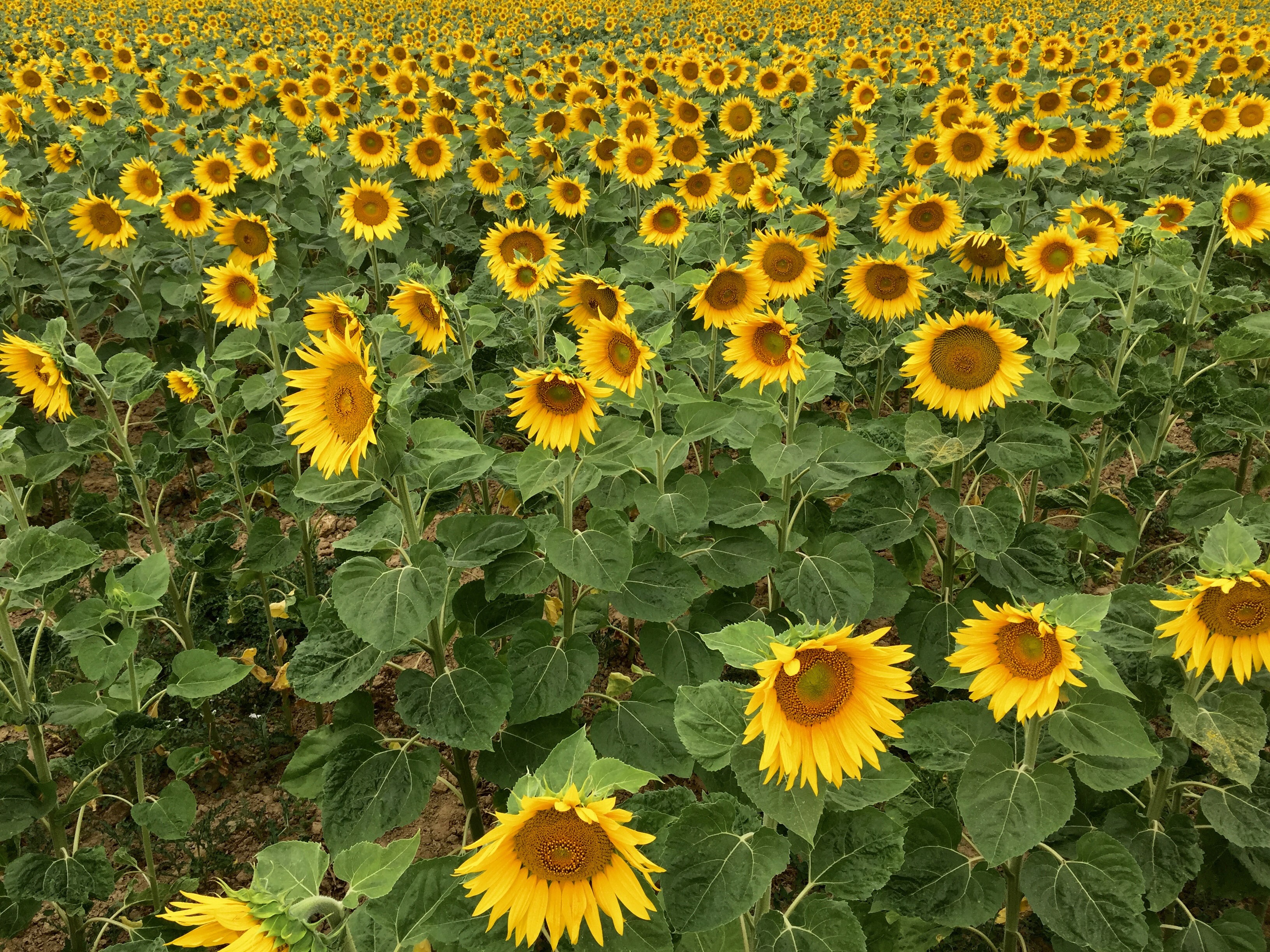 A field of sunflowers in full bloom HD Wallpaper