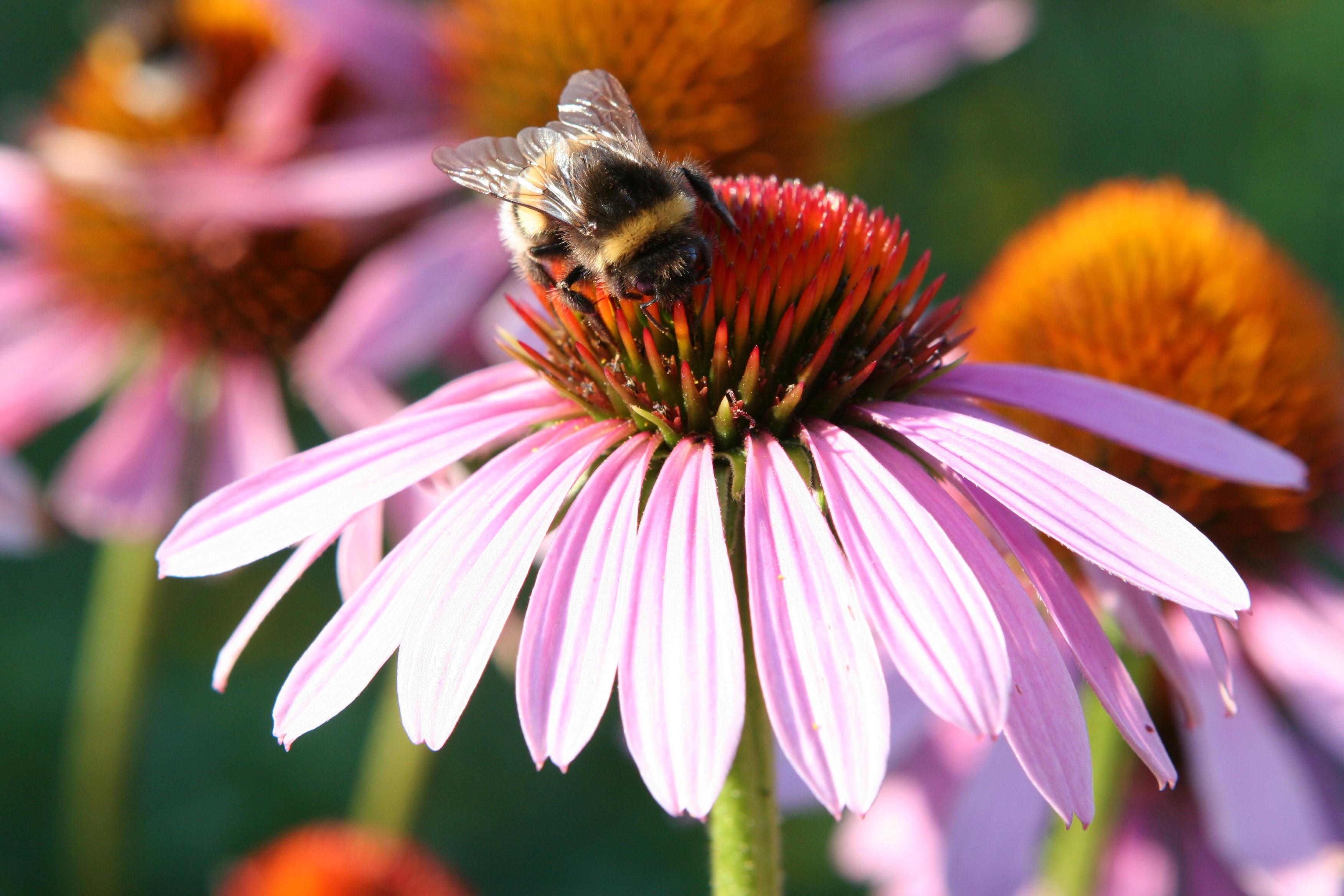 Bumblebee on a Pink Echinacea Flower HD Wallpaper