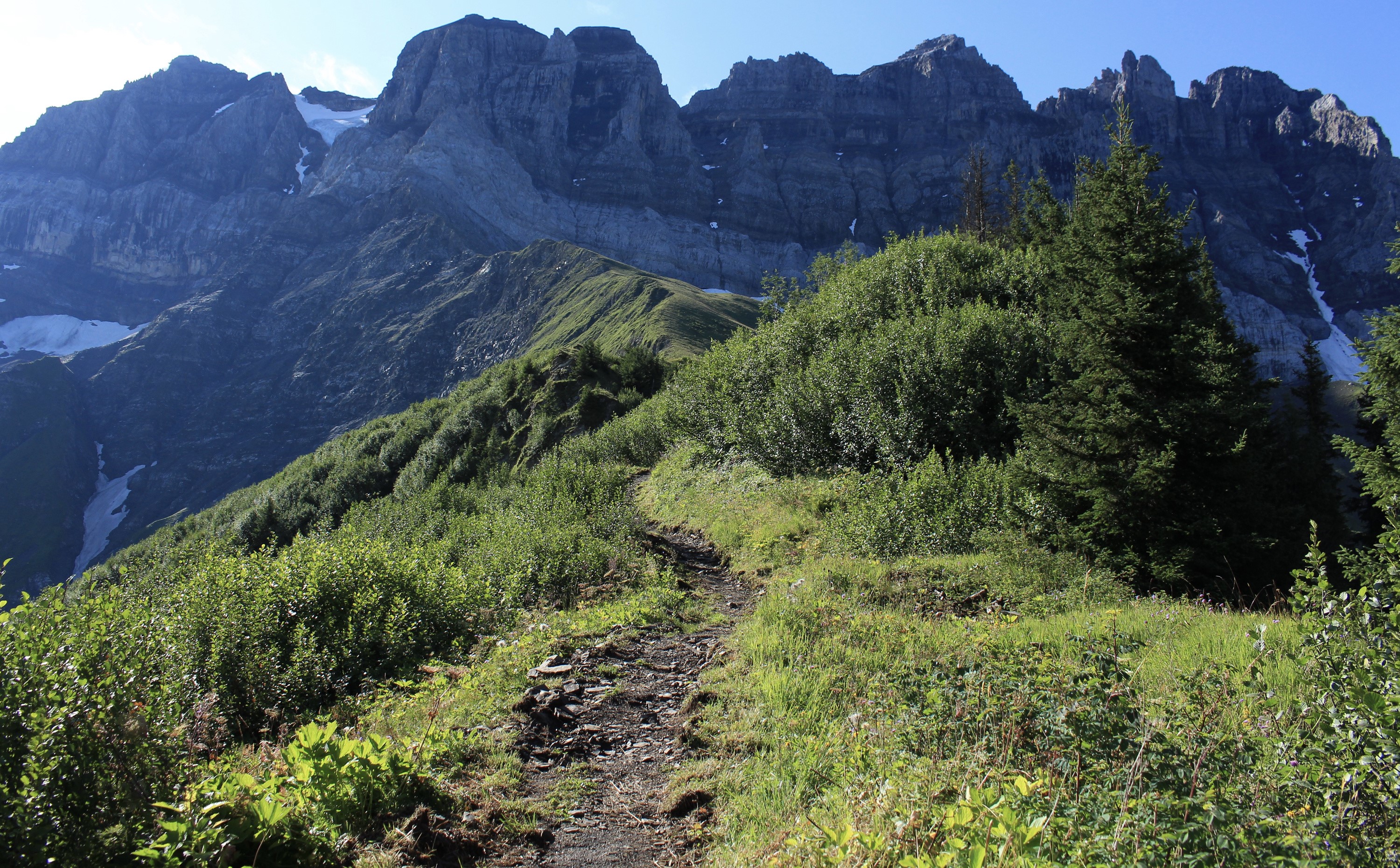 Mountain trail with shrubs and spruce trees in Switzerland HD Wallpaper