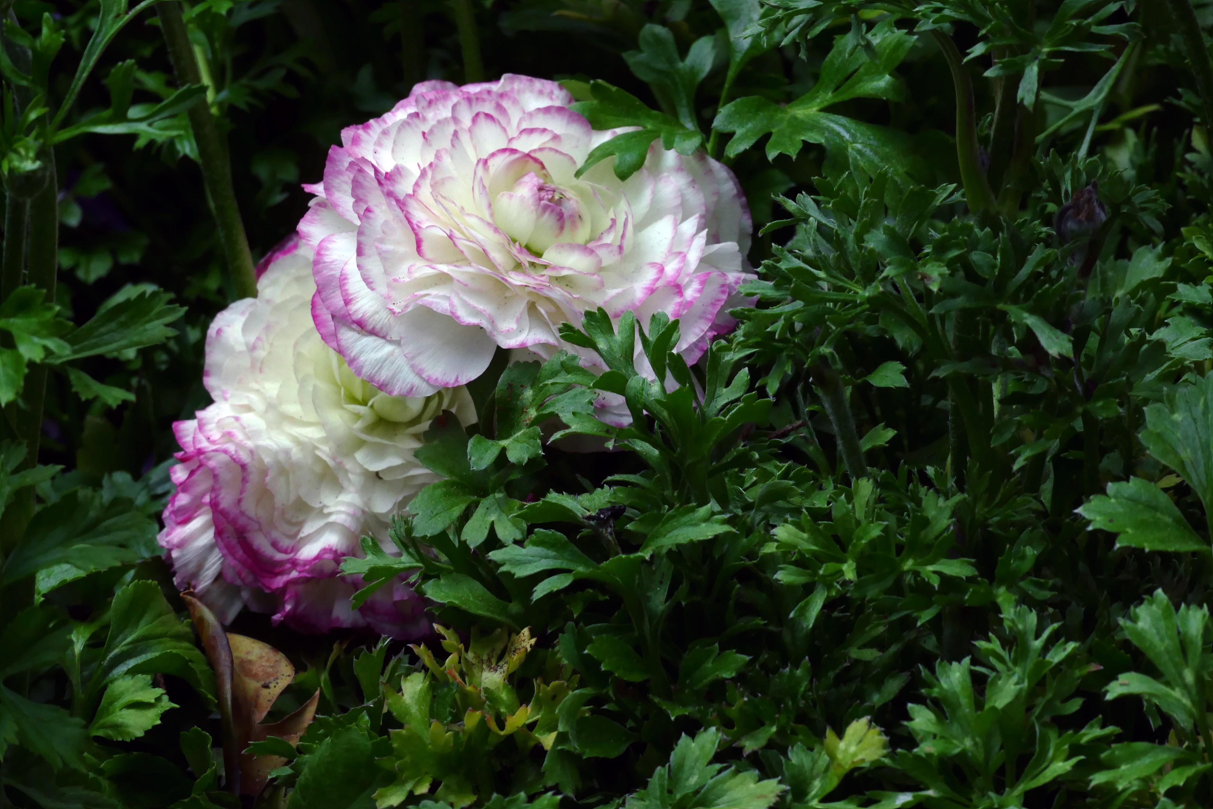 4K Ranunculus flowers with green foliage HD Wallpaper