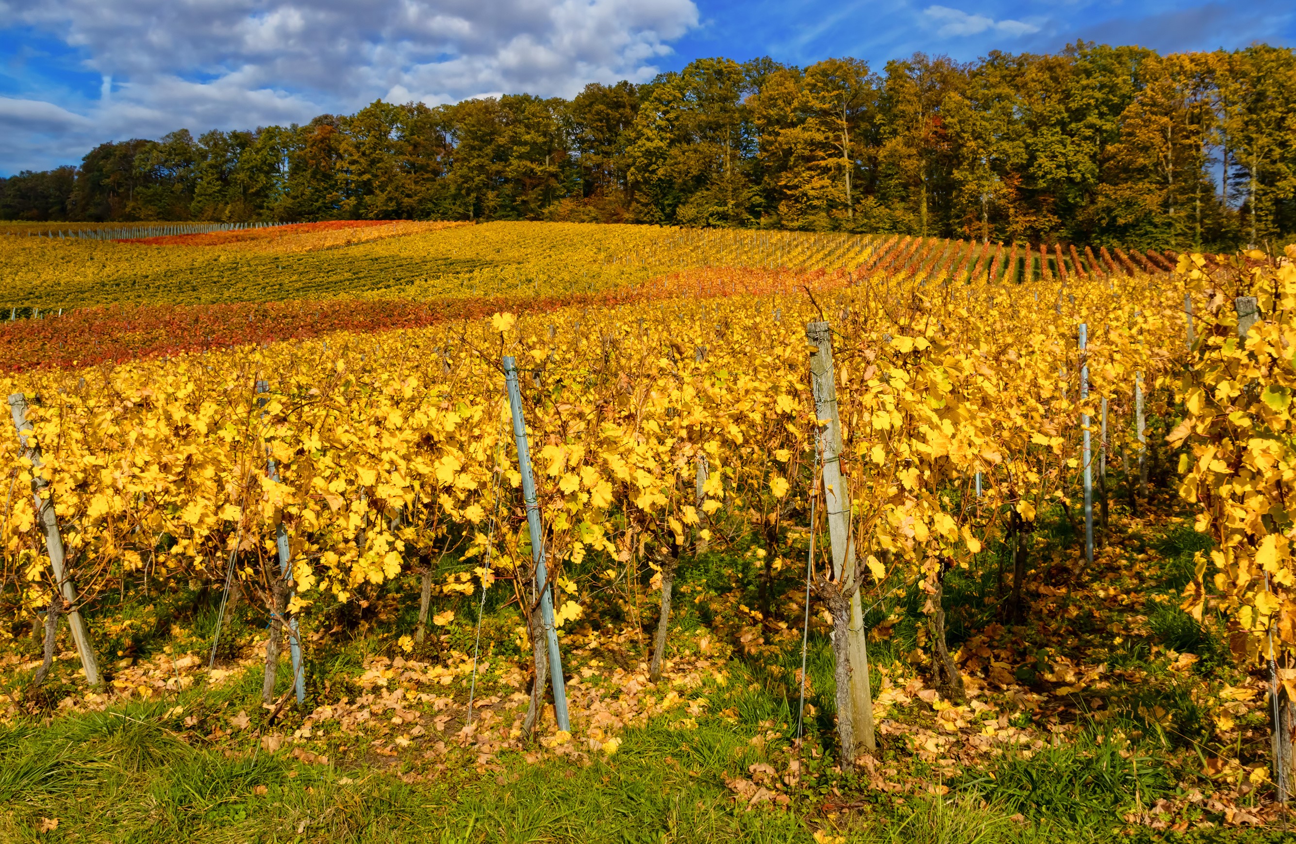 Vineyard in Baden-Württemberg, Germany during Autumn HD Wallpaper