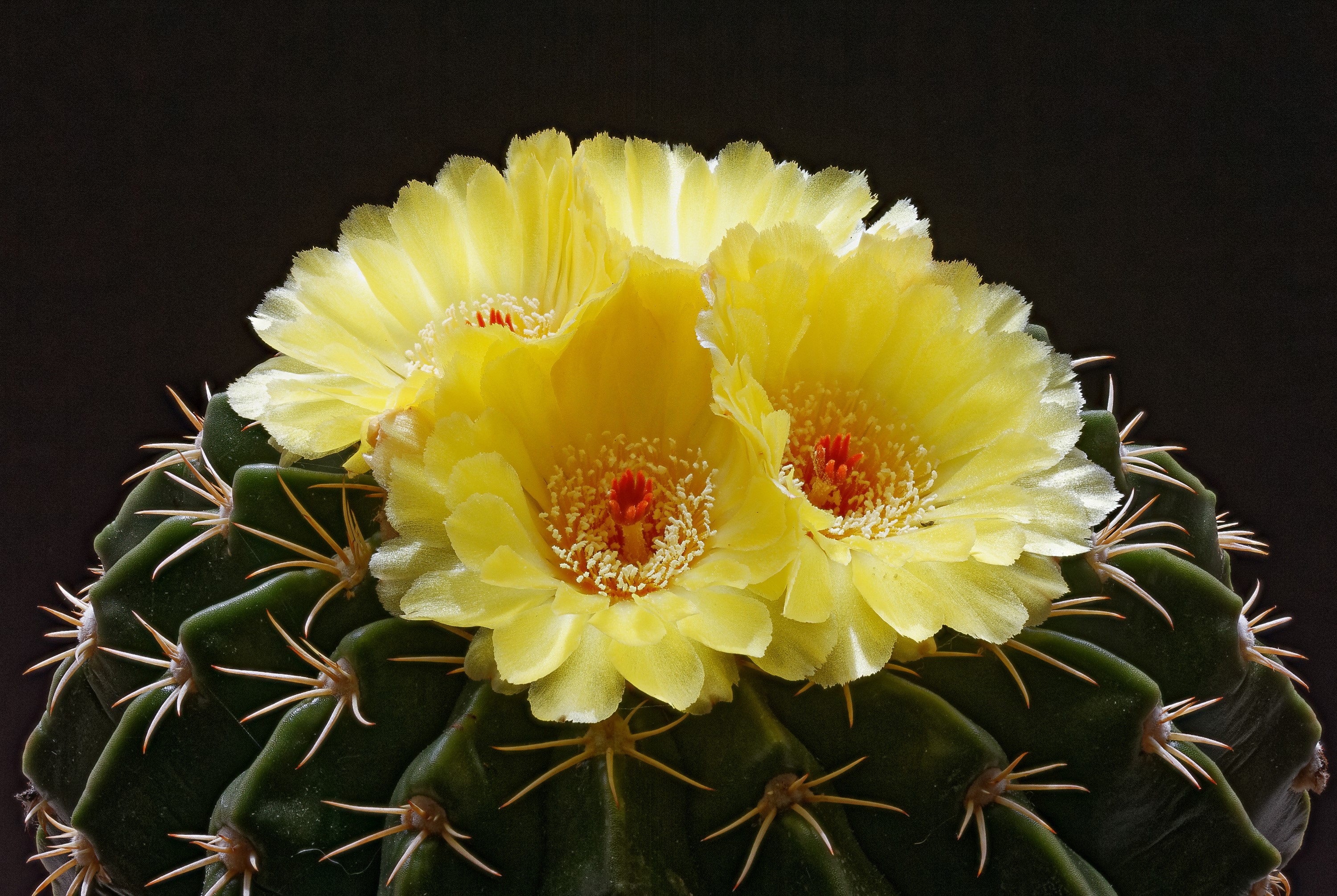 Yellow cactus flowers on a dark background HD Wallpaper