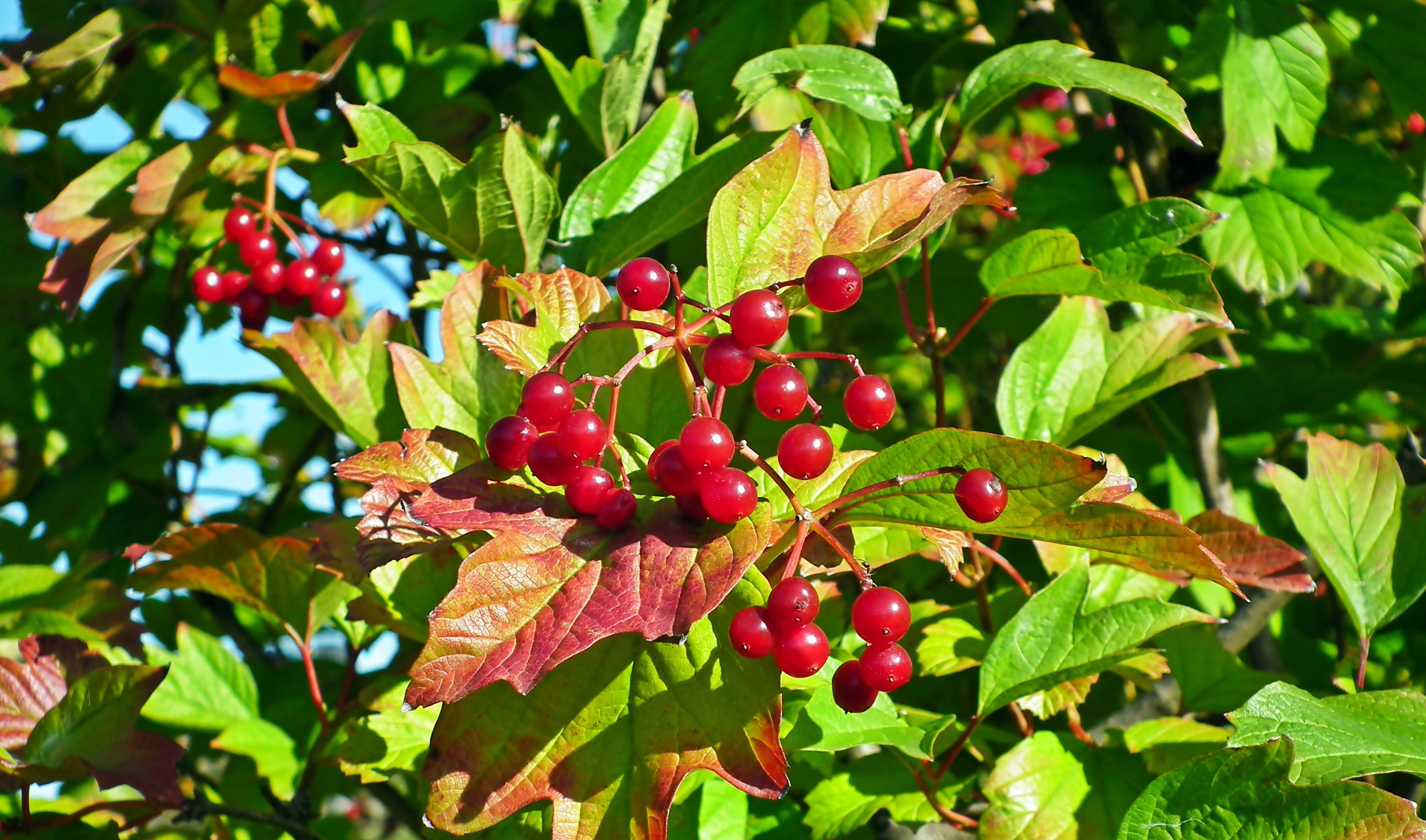 Red berries on a guelder rose bush HD Wallpaper
