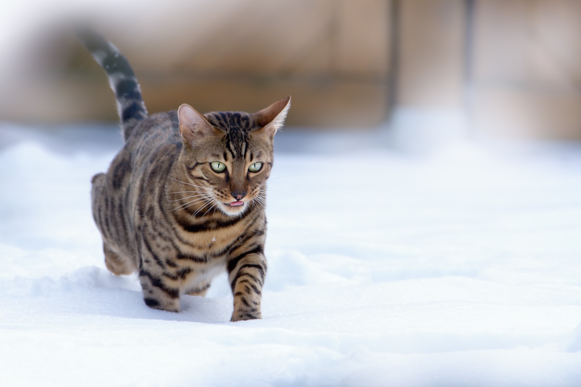 Bengal cat walking in the snow HD Wallpaper
