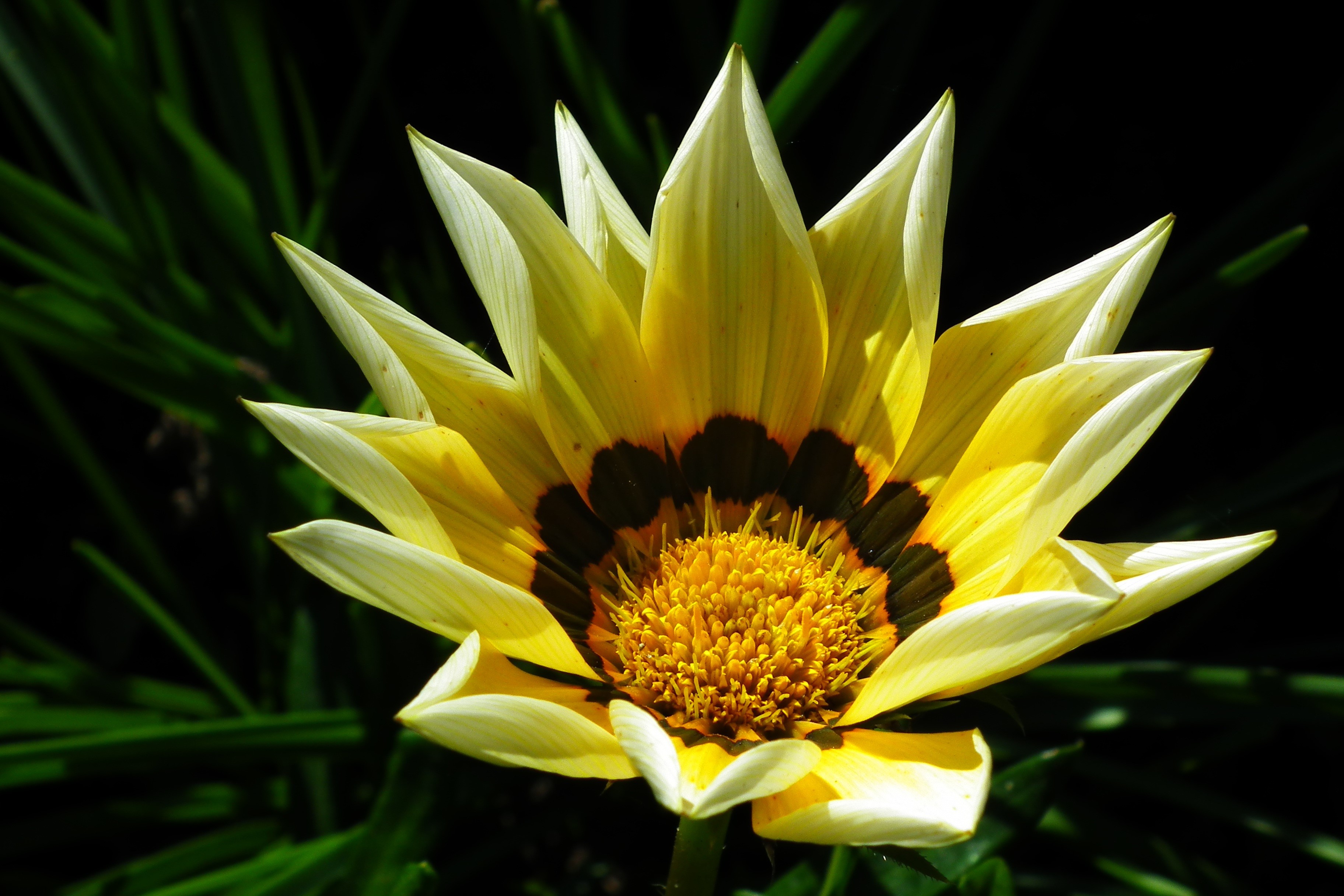Yellow Gazania flower with dark center HD Wallpaper