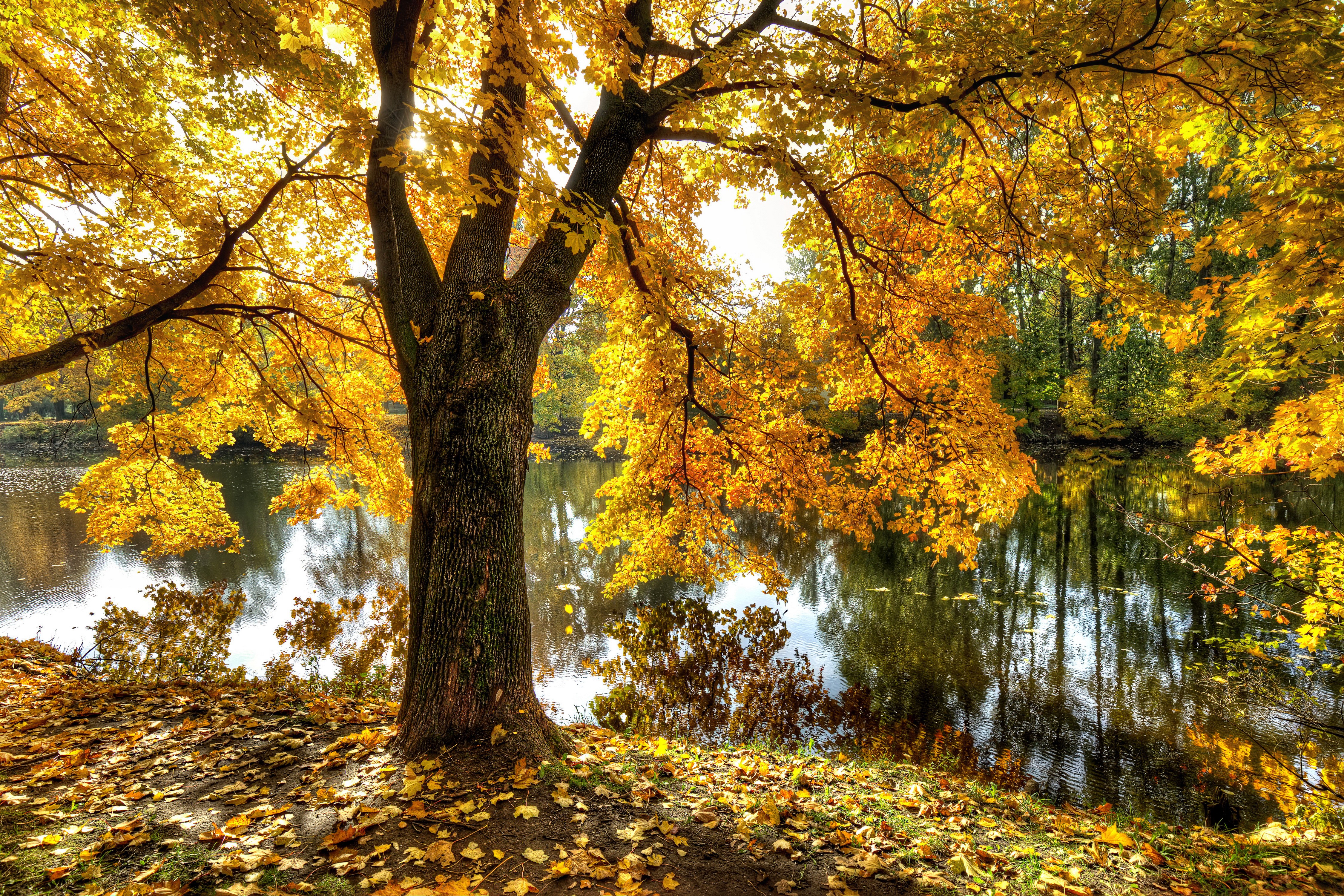 Autumn foliage by a pond in Park Ekaterinhof, St. Petersburg, Russia HD Wallpaper