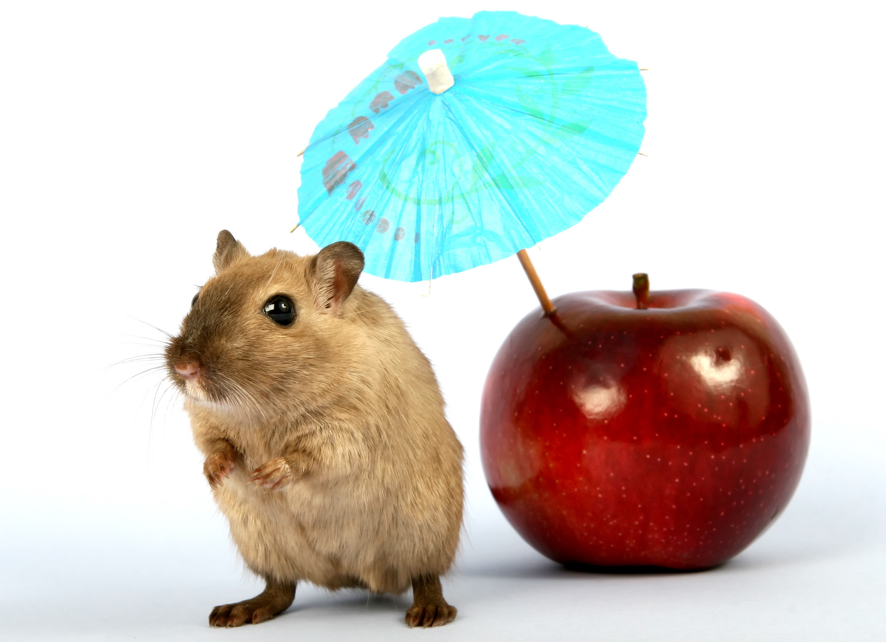Gerbil under a blue umbrella with a red apple HD Wallpaper