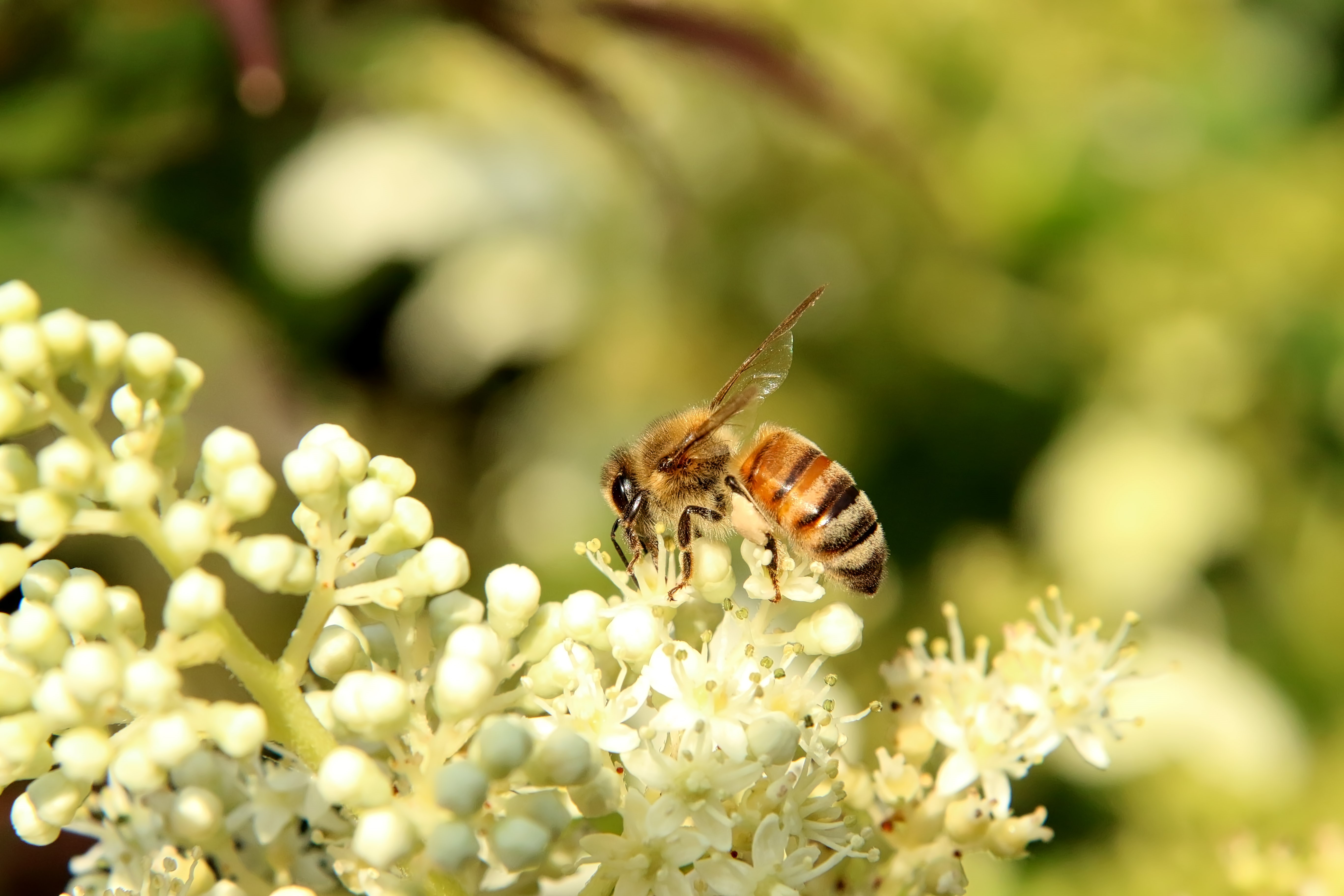 Bee on white flowers HD Wallpaper