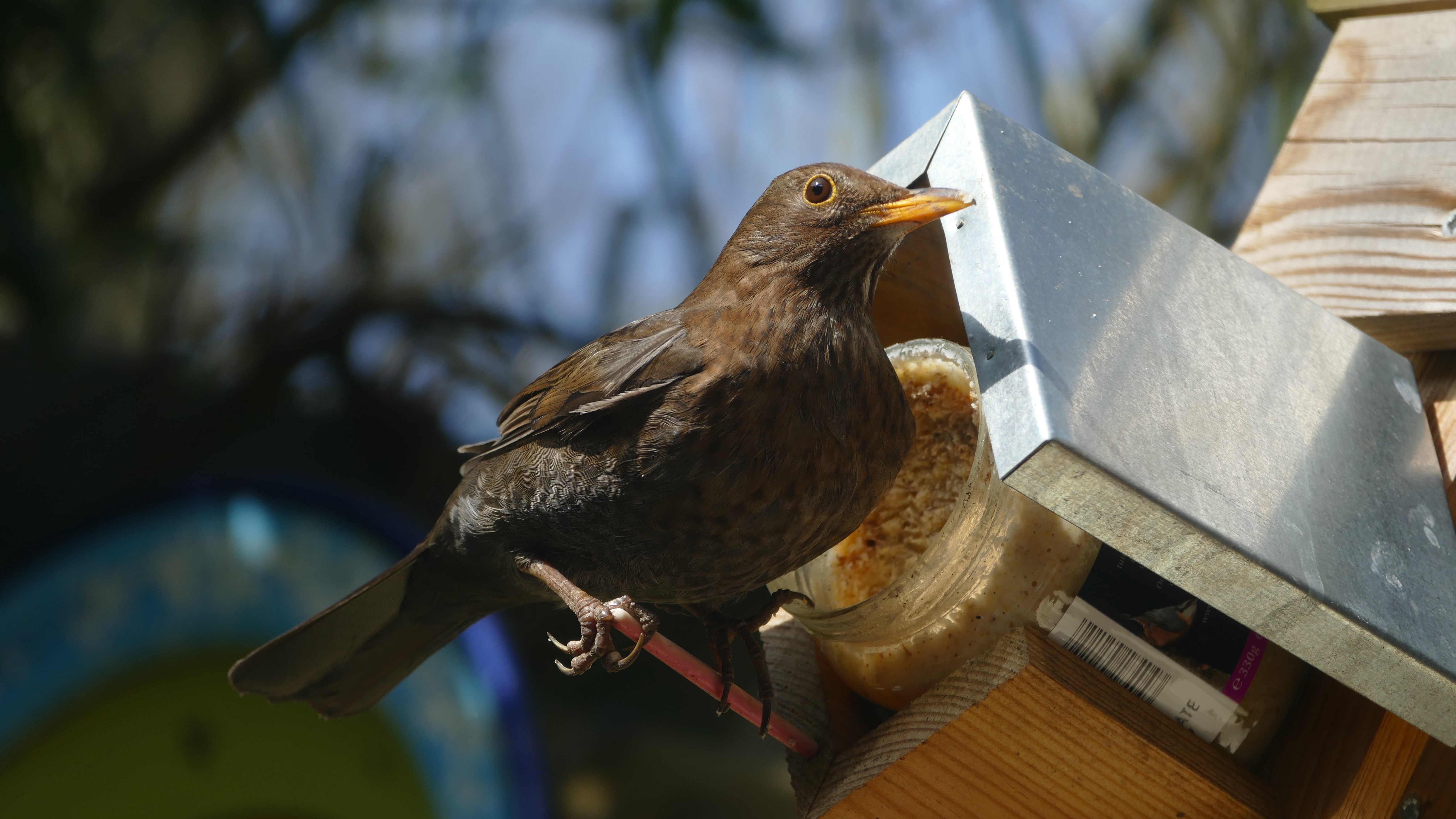 Blackbird on a bird feeder HD Wallpaper