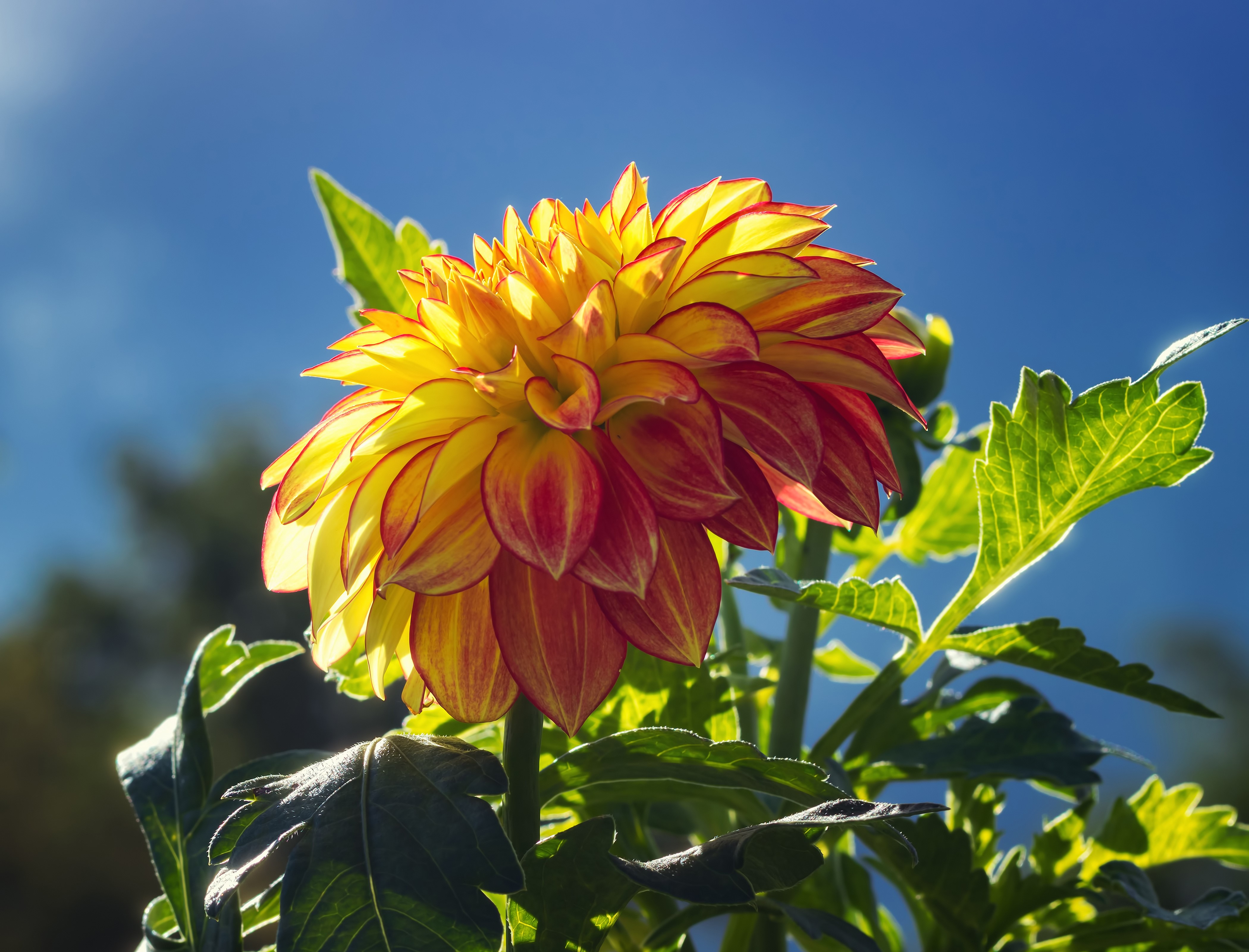 4K Dahlias Closeup HD Wallpaper