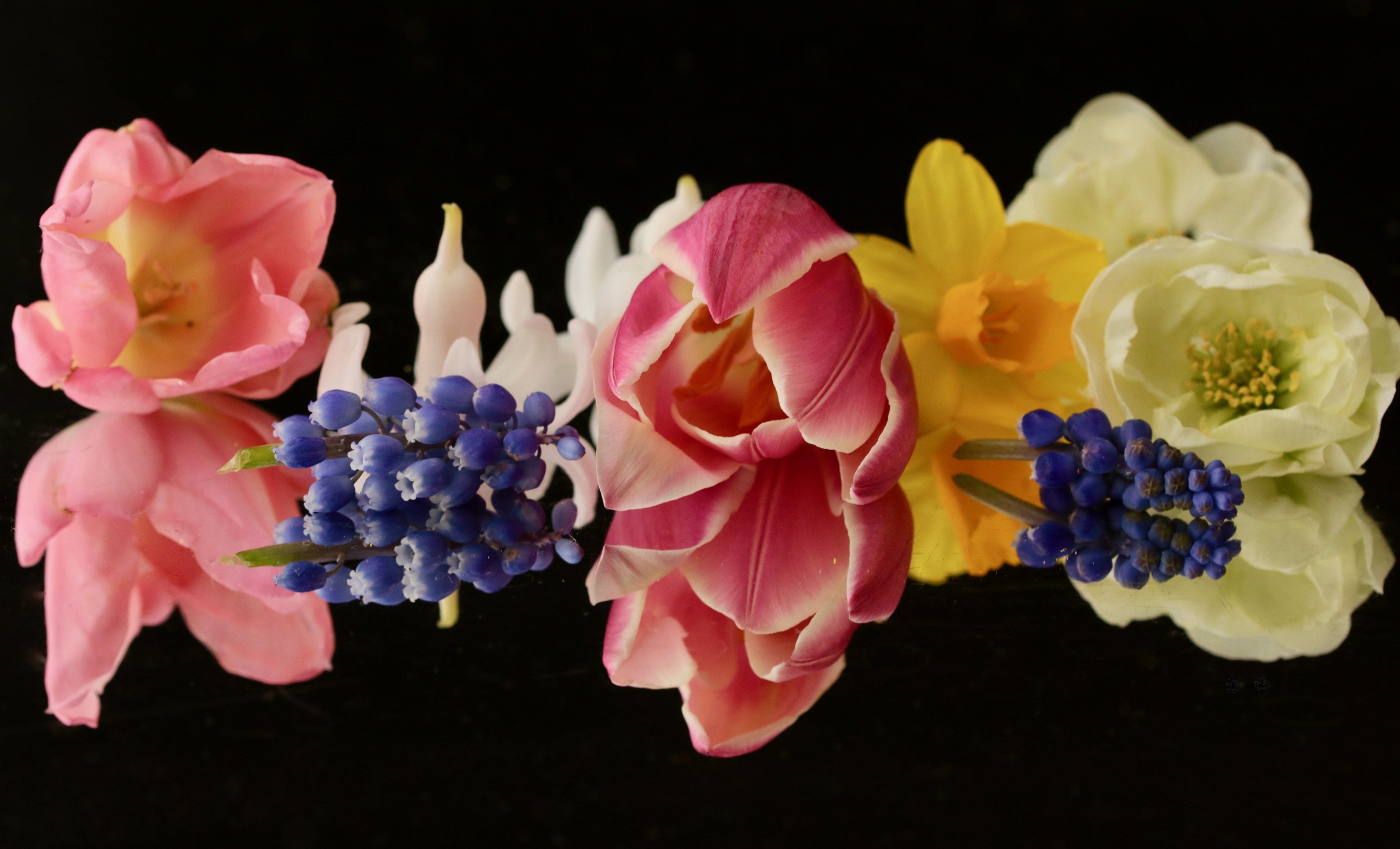 Assortment of Spring Flowers on Black Background HD Wallpaper