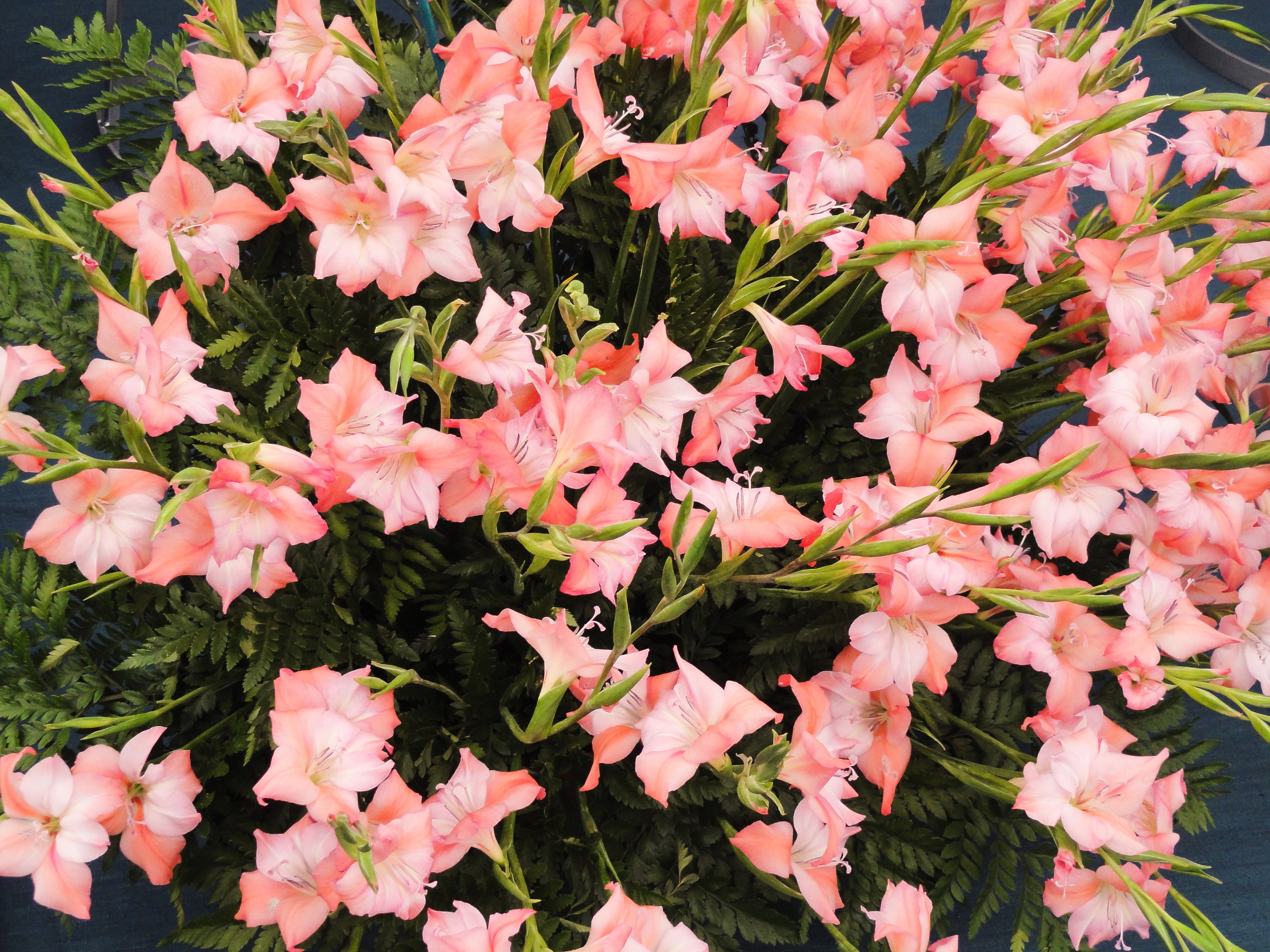 Pink Gladioluses with Green Ferns HD Wallpaper