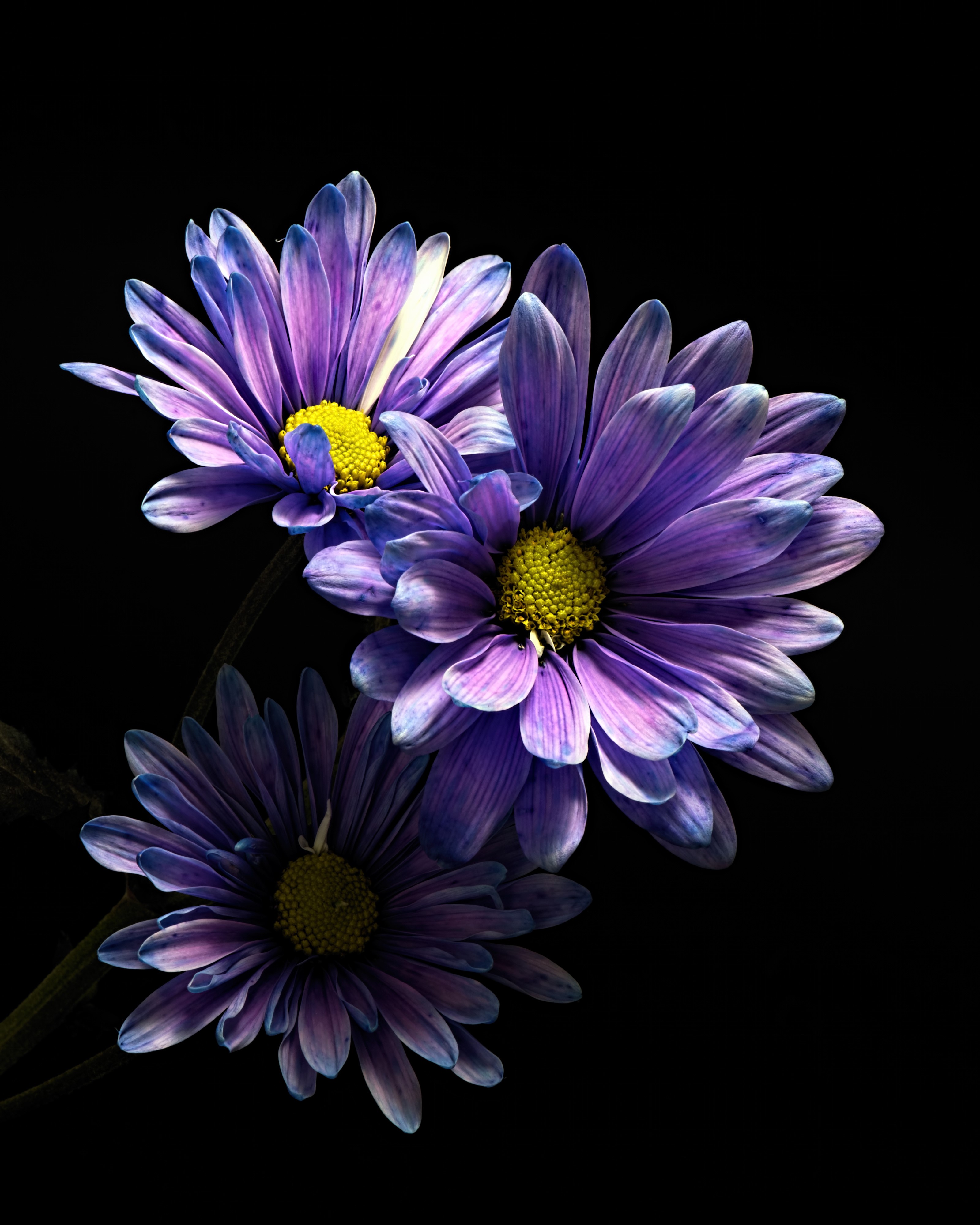 Three purple chrysanthemums on a black background HD Phone Wallpaper