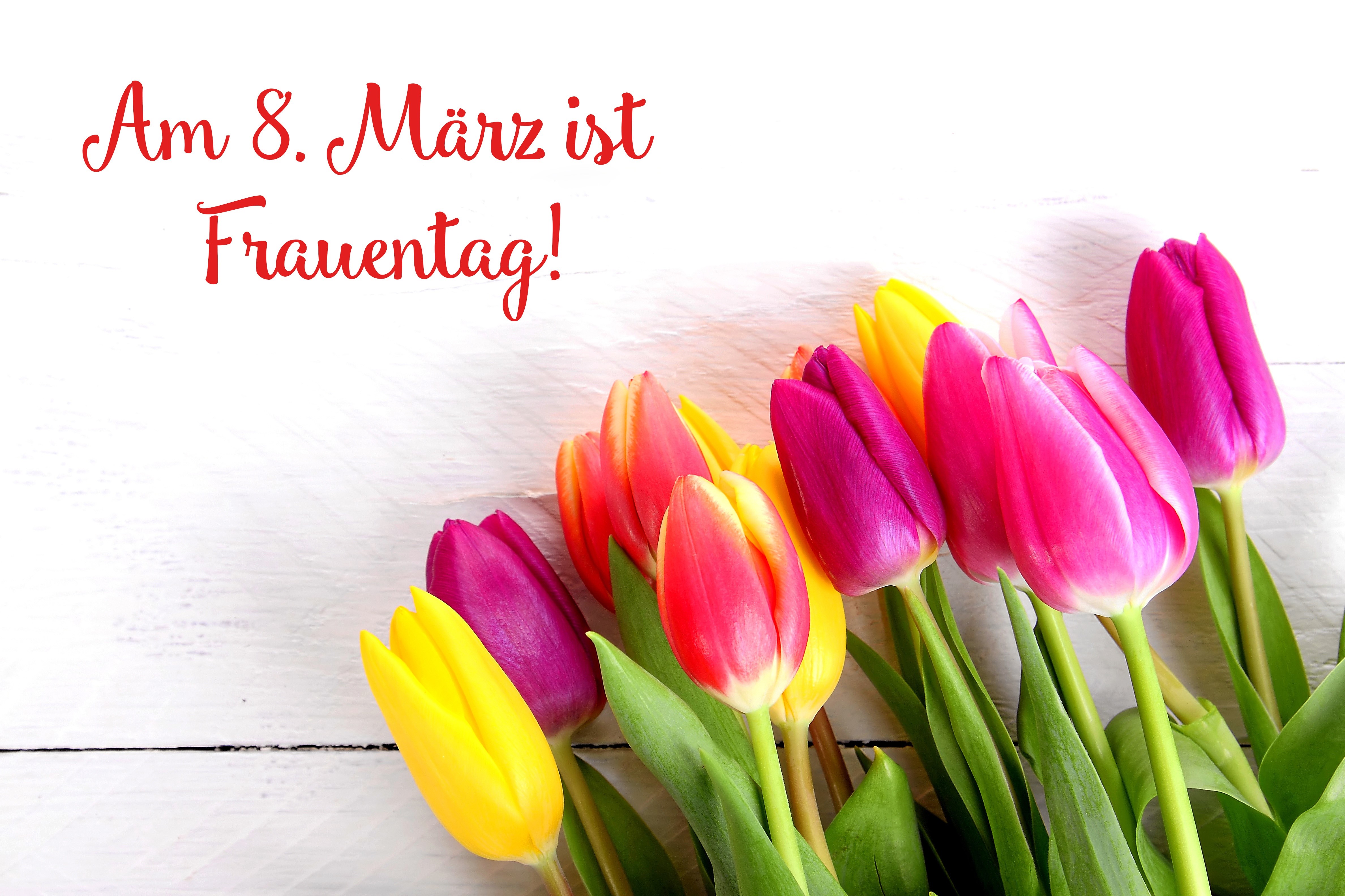 Am 8. März ist Frauentag! Tulips HD Wallpaper