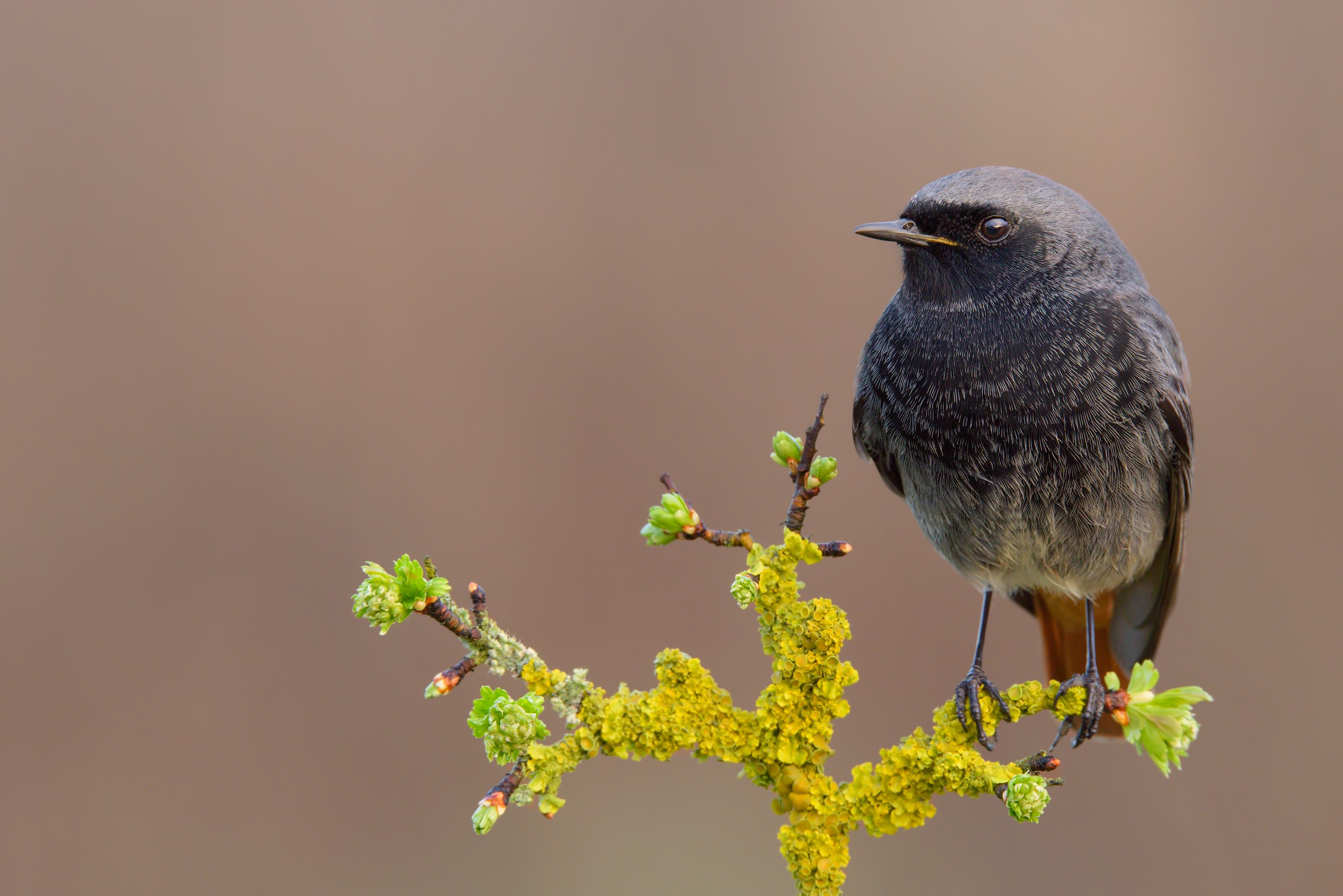 Black redstart bird perched on a lichen-covered branch HD Wallpaper