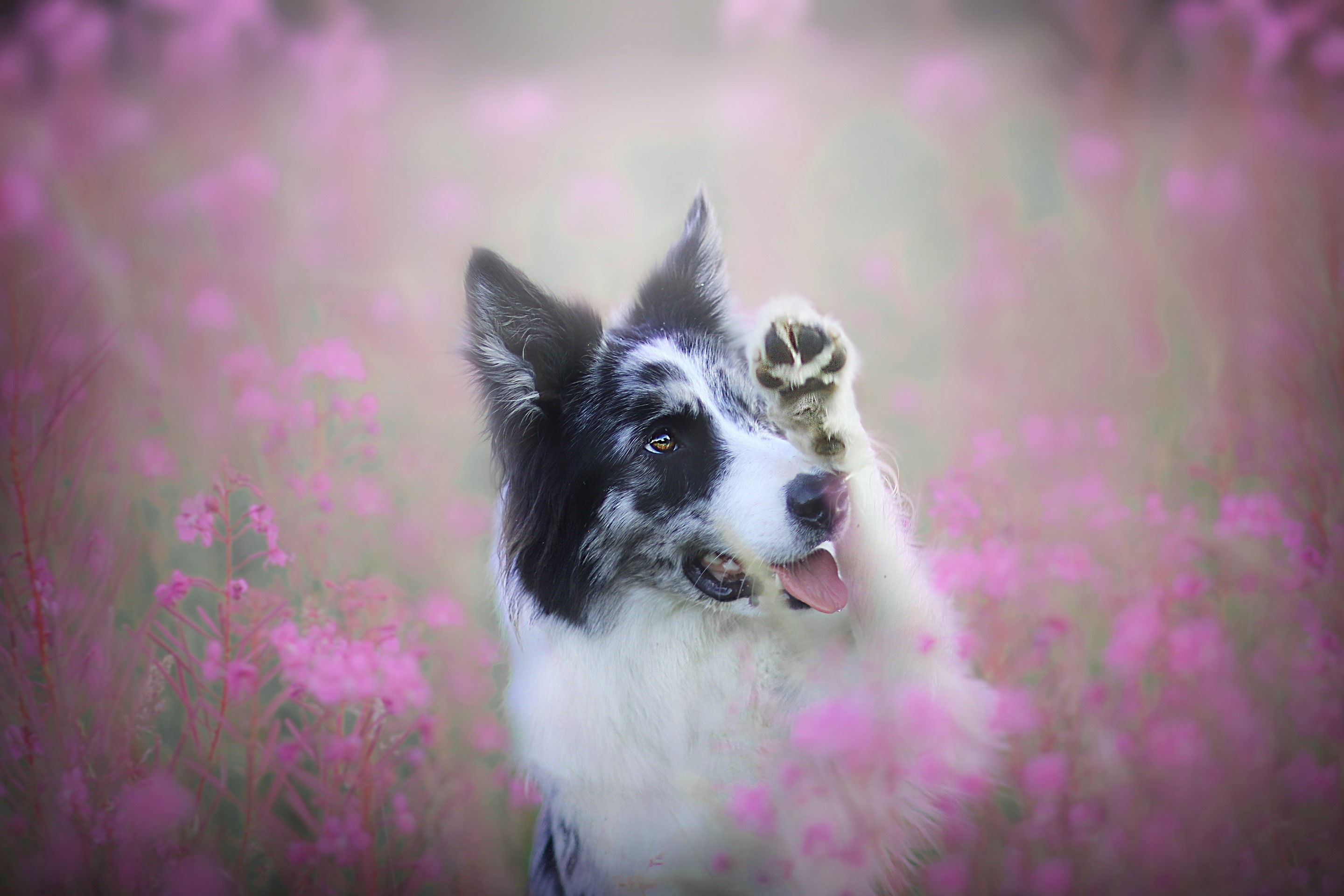 Border Collie dog raising paw in field of pink flowers HD Wallpaper