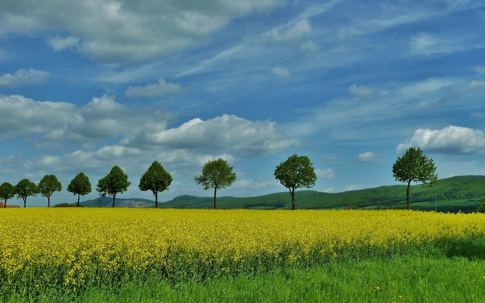 Field of yellow flowers with trees and clouds HD Wallpaper