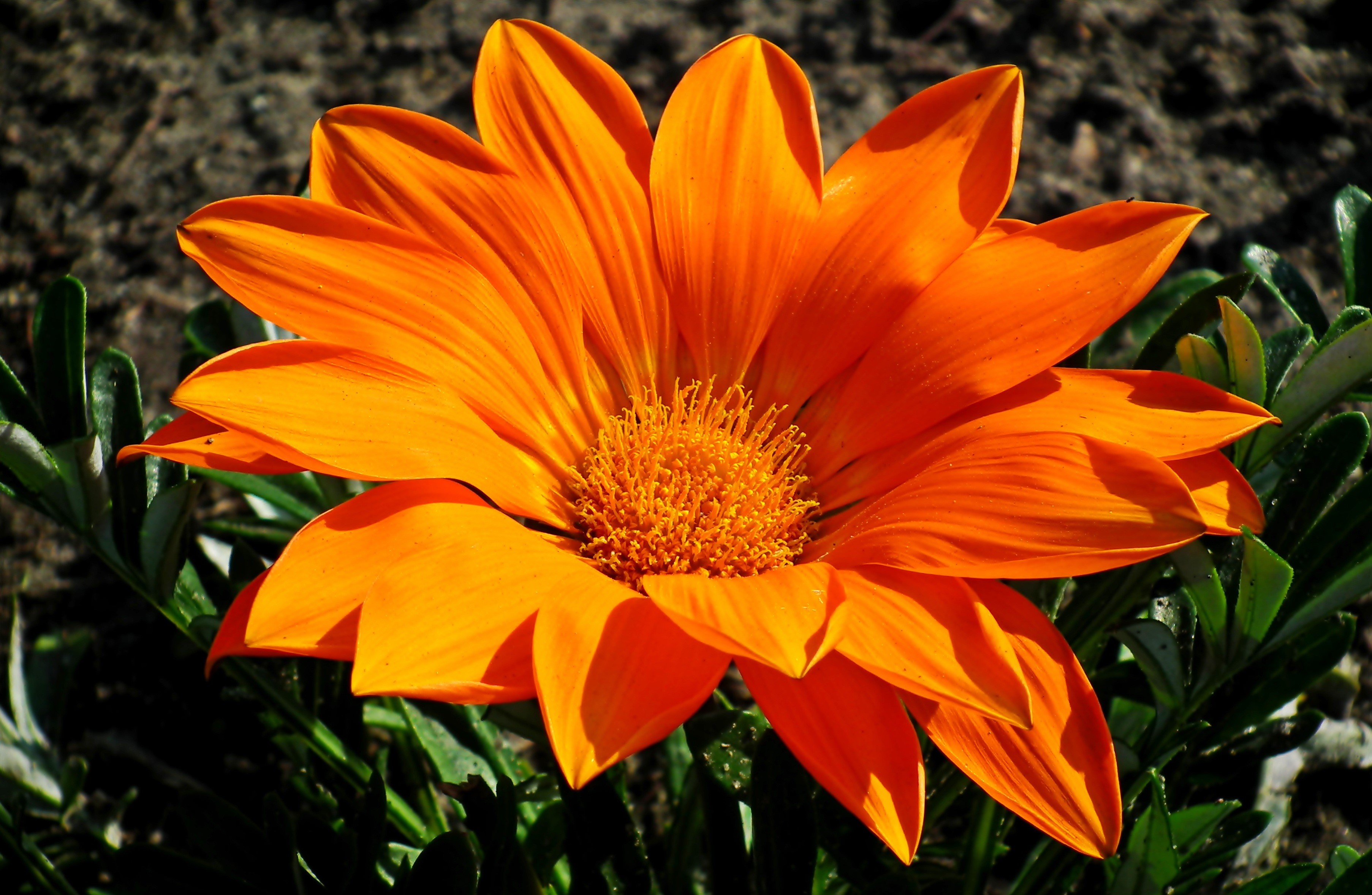 Orange Gazania flower closeup HD Wallpaper